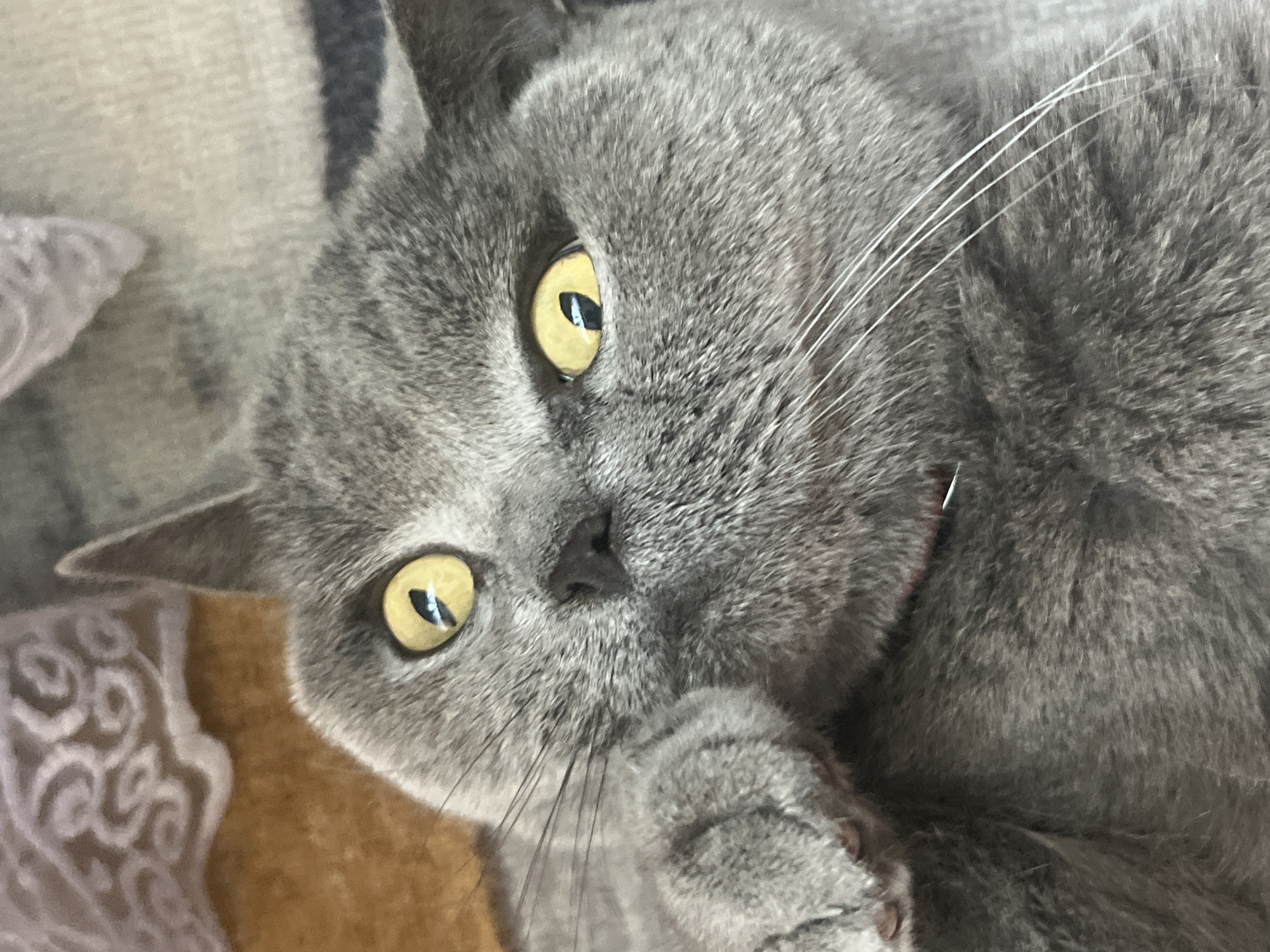 This is a close-up, low-angle, eye-level shot of a grey cat lying down, with its head tilted and facing the camera. The cat has large, yellow eyes with black pupils, and long white whiskers. Its fur is short and appears soft. Part of the cat's paw is visible, resting near its mouth. The background is softly blurred, showing a textured surface that appears to be a blanket or soft fabric in shades of grey and beige. There are also hints of a brown surface in the lower right corner and a decorative, light-colored pattern on the left.
The cat appears calm and perhaps a little curious, with its gaze directed towards the viewer. The lighting suggests it is indoors, possibly during the daytime, as there is no indication of artificial light sources. The scene evokes a sense of comfort and domesticity. There is no visible text in the image. Given the location context provided, this scene is set in Sochi, Russia.