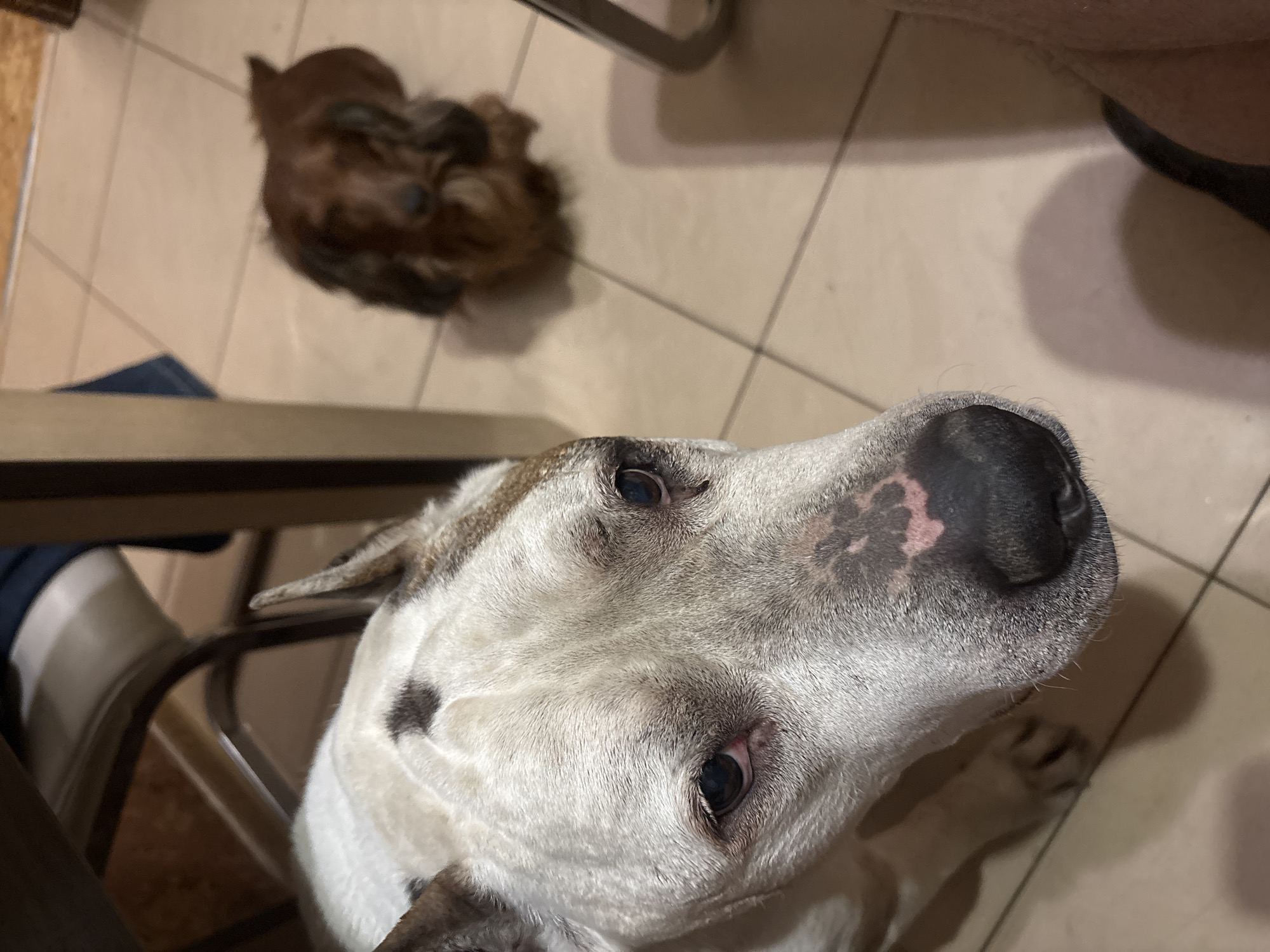 A tan and white pit bull dog with a black nose is angled upward at the camera. In the background, a smaller, brown dog is lying down on a tile floor. A portion of a chair leg and a person's leg are also visible. The location is likely indoors. There is no evidence to suggest that the image was taken in Krasnoyarsk, Russia.