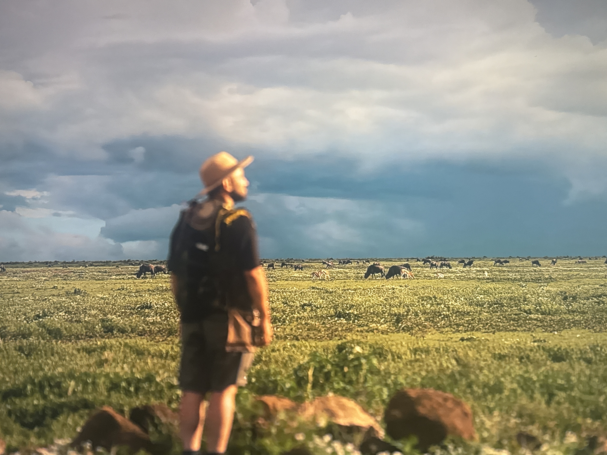 A person wearing a hat and backpack stands in the foreground, looking out over a vast savanna. The savanna is filled with grass and a herd of wildebeest. The sky is cloudy and appears to be stormy. The location is the African savanna.