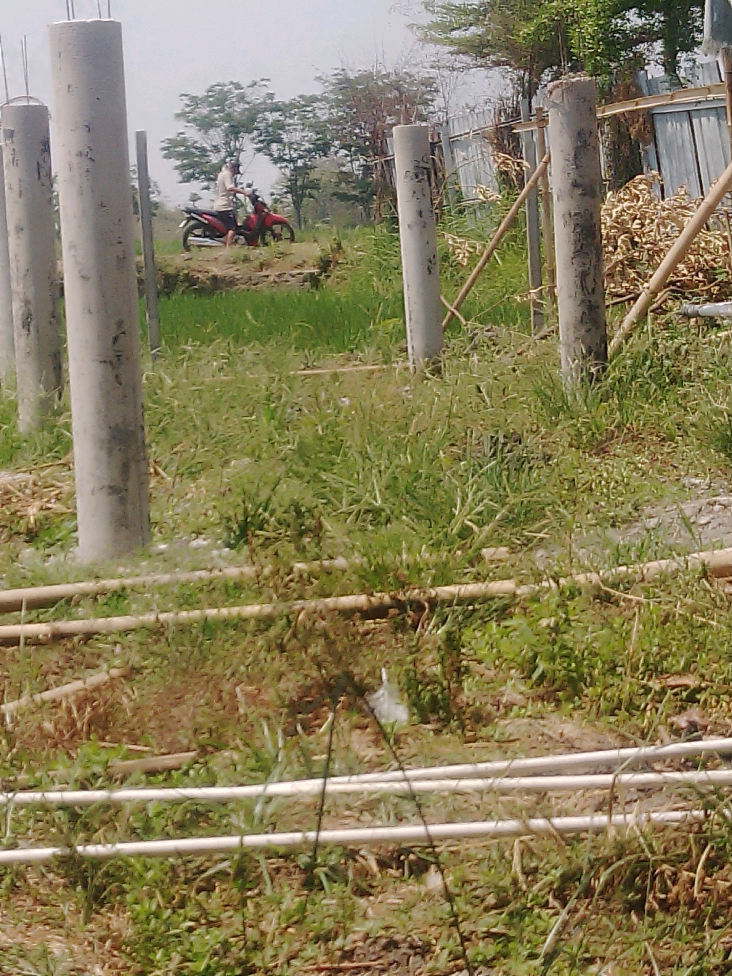 In Rembun, Indonesia, this outdoor scene depicts a construction site with several tall, cylindrical concrete pillars in the foreground. A person is seated on a red motorcycle in the middle ground, positioned on a raised patch of earth. The surrounding environment is characterized by lush green grass and vegetation, with some dry, straw-like material scattered on the ground. In the background, a corrugated metal fence is visible, along with some trees and bamboo poles. The sky appears overcast.