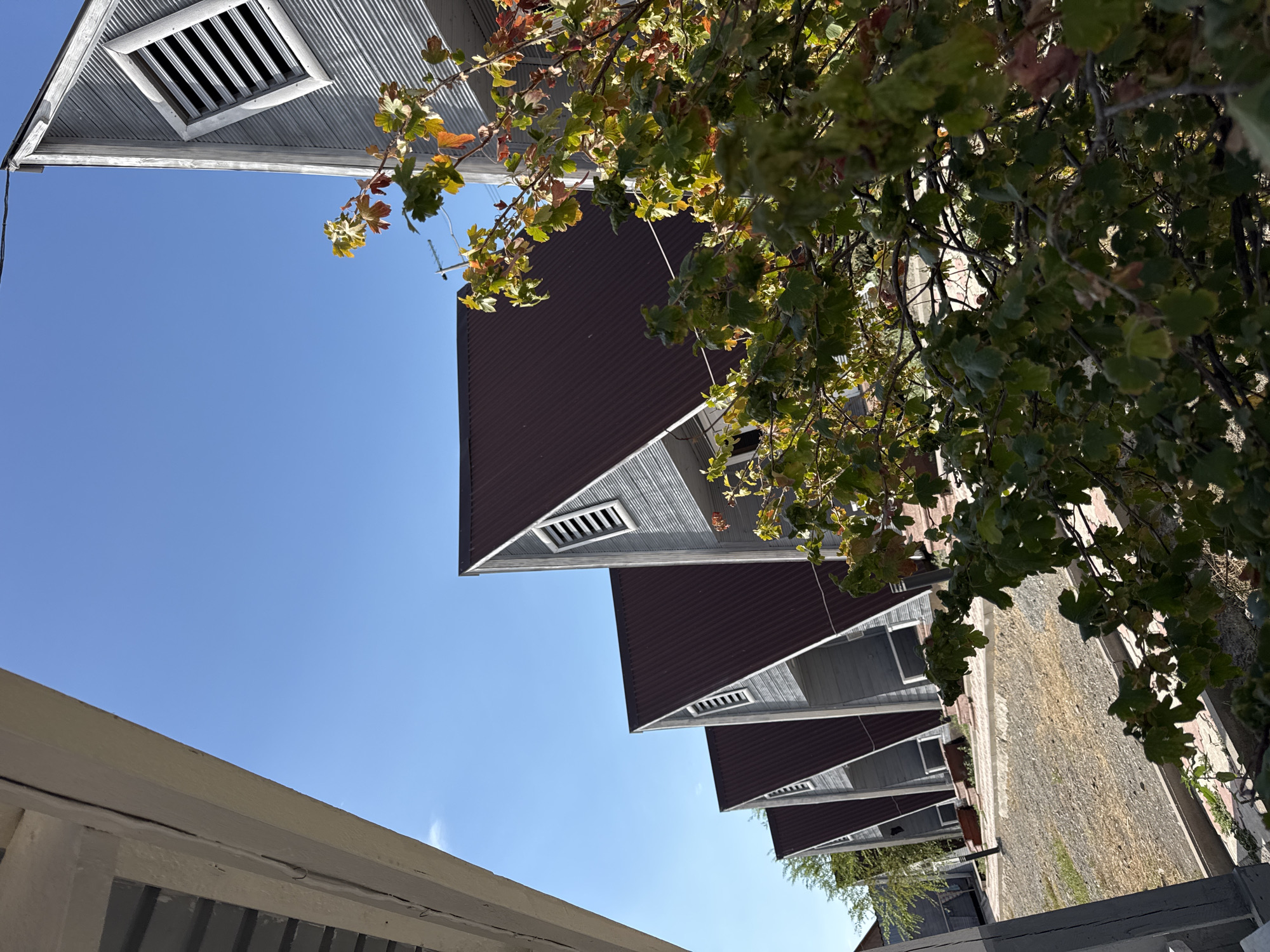 An eye-level, medium shot captures a row of identical, modern A-frame cabins under a clear blue sky. The cabins feature dark brown, corrugated metal roofs and light gray, horizontal siding. Each cabin has a triangular window with white louvers on the gable end. A lush, leafy tree with some autumnal color in its foliage partially obscures the view of the cabins from the right side of the frame. The ground in front of the cabins is a mix of gravel and paved pathways. The image appears to be taken in a resort or residential area. The location is identified as Zharbulak, Kazakhstan. There are no people or animals visible in the scene. The lighting suggests a sunny day.