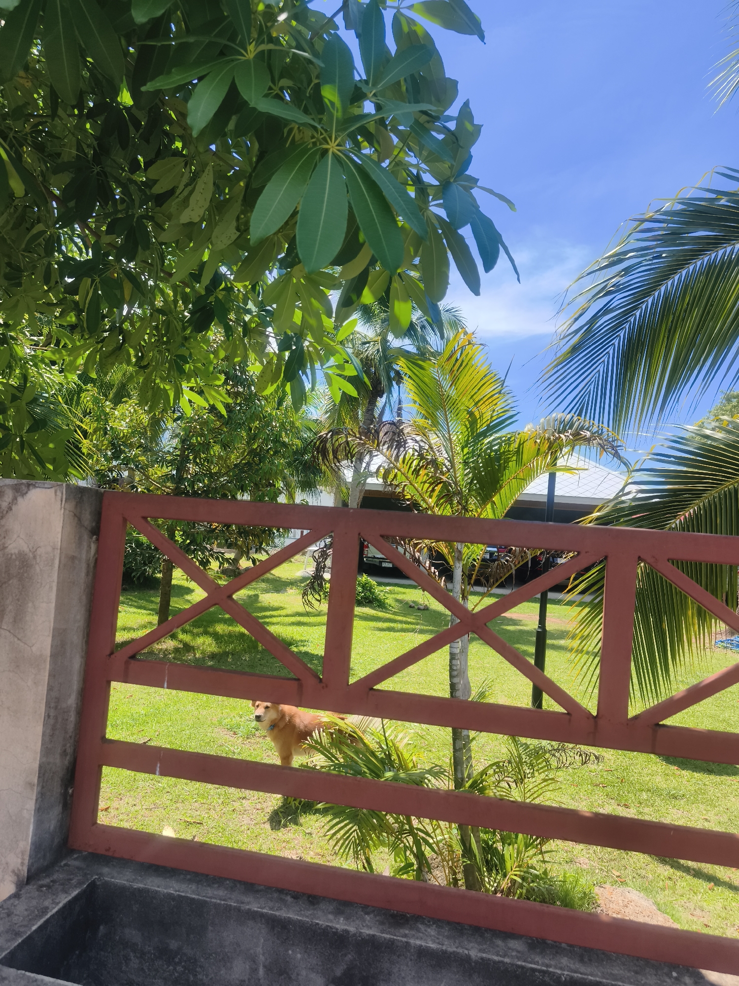 A tan dog stands in a green, grassy yard behind a red, metal gate in Baan Hua Thanon, Thailand. The dog is facing to the left, with its head turned towards the viewer. It has a blue collar on. The yard is lush and tropical, with palm trees and other leafy green plants visible. In the background, a white roof structure and a car are partially visible. The sky is a clear, bright blue. The image is taken from a slightly elevated perspective, looking down into the yard.