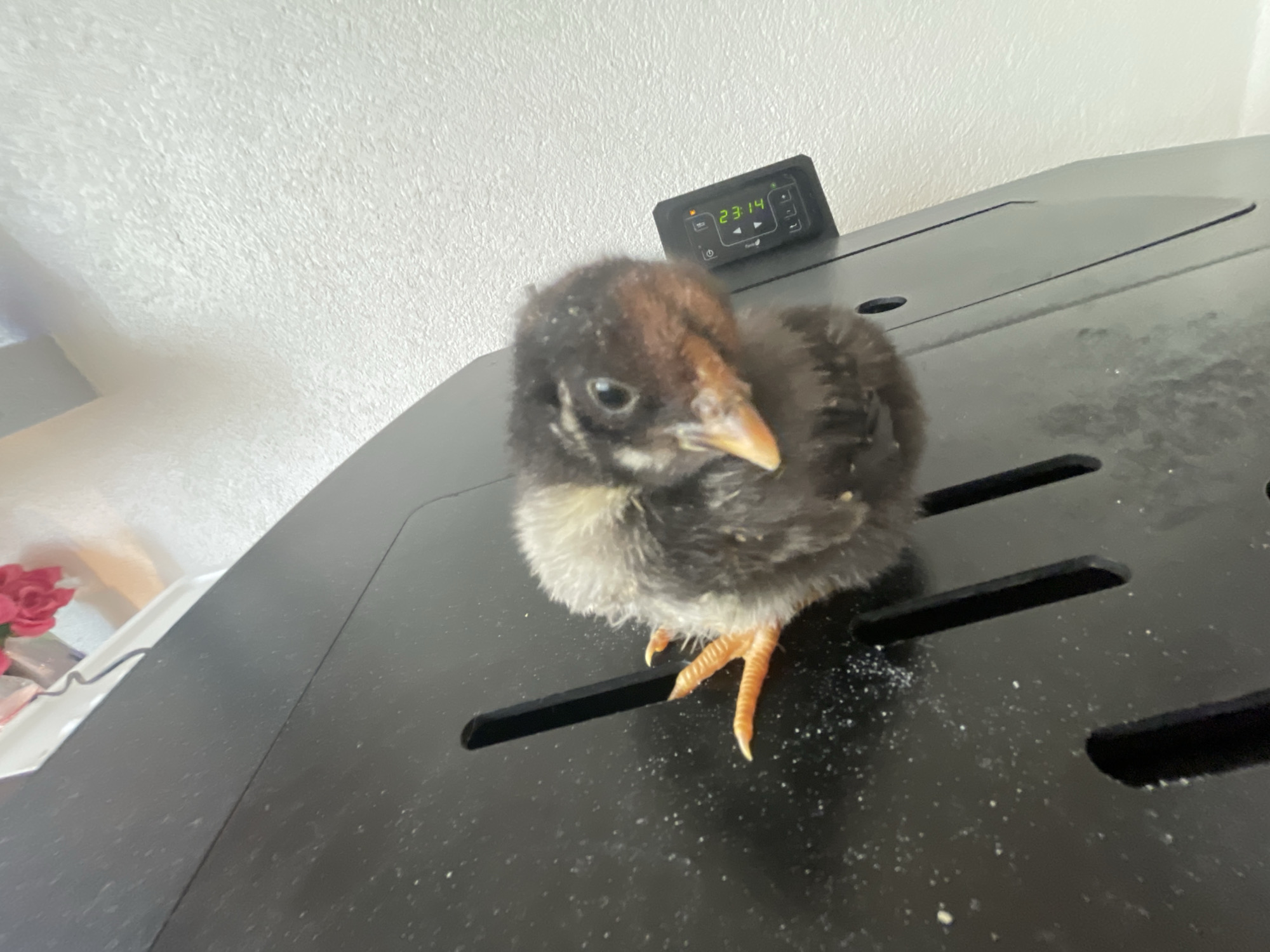A small, fluffy chick, predominantly dark brown and black with patches of yellowish-white down on its belly and face, is sitting on a flat, black surface. Its bright orange feet with distinct toes are visible, and its small, pointed beak is yellow. The black surface features several elongated, grate-like slots and is dusted with tiny white specks, possibly feed or dust.
In the upper right background, a black digital control panel is mounted, displaying the time "23:14" in glowing green digits. Below the digits, a partial brand name that appears to be "Farm" is visible, surrounded by various control buttons including power, navigation arrows, and a menu icon. The background also shows a textured, off-white wall. To the far left, a blurry glimpse of red flowers in a container can be seen.
The chick is looking directly towards the camera. The displayed time of 23:14 suggests the image was taken late in the evening. The location context is Zlatograd, Bulgaria.