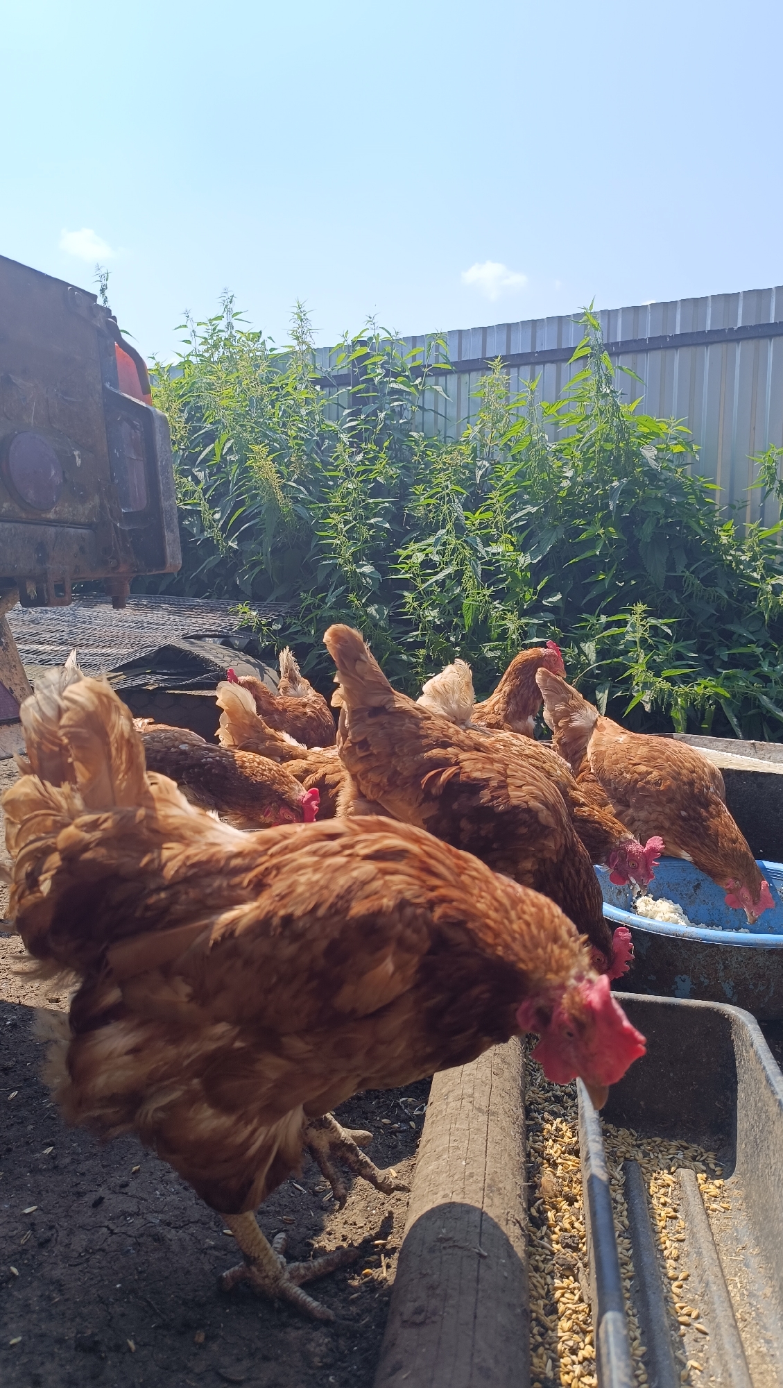 A flock of brown and white chickens are gathered around a blue feeding trough filled with white feed. Some of the chickens are pecking at the feed, while others are standing nearby. In the background, there is a metal fence and tall green plants. A portion of a red tractor is visible on the left side of the image. The scene appears to be outdoors in a rural or farm setting, possibly in the city of Karsha, Russia. The lighting suggests it is daytime.