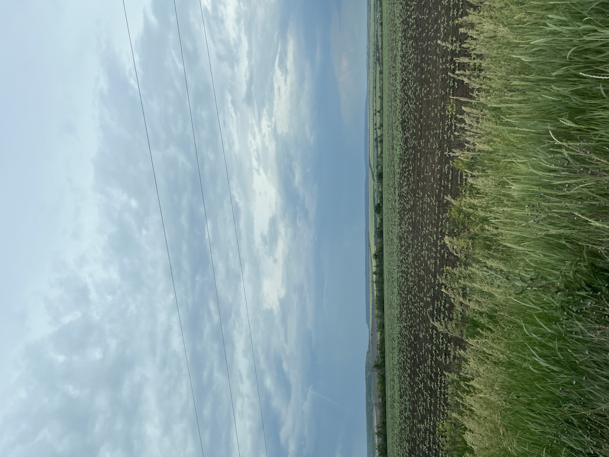 The image displays an expansive agricultural landscape under an overcast sky in Poltavka, Ukraine. The upper half of the frame is dominated by a diffuse, light grey to bluish-grey cloud cover, beneath which three taut, dark power lines horizontally traverse the scene. A faint, lighter vertical streak is visible in the sky on the left side. The middle ground features a large, dark brown tilled field, meticulously cultivated with numerous evenly spaced rows of nascent green sprouts, likely young crops such as sunflowers, covering the terrain. Beyond this cultivated field, the horizon reveals undulating green and brown distant fields, interspersed with darker green strips of what appear to be forested areas or dense vegetation. The immediate foreground is characterized by a dense growth of verdant wild grasses and taller, lighter green stalks, indicative of an uncultivated roadside or field border. No people or animals are visible. The overall lighting is soft and diffused, consistent with an overcast day.