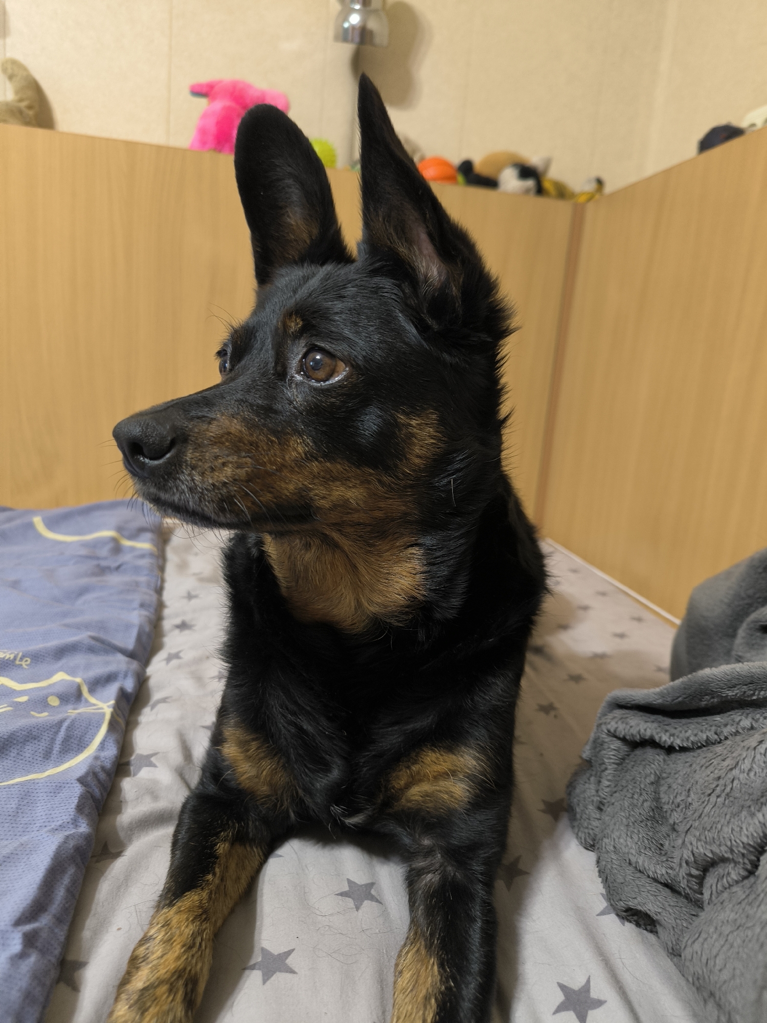 A black and tan dog with large ears is lying on a bed. The dog is looking to the left of the frame. The bed has a blue patterned sheet and a grey blanket. In the background, there is a wooden cabinet with several stuffed animals on top. The lighting appears to be artificial, likely from an overhead light source. The image does not provide any information about the location in Mykolaiv, Ukraine.