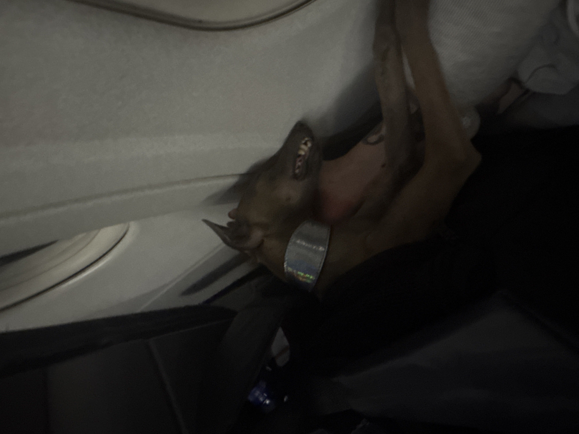 A dog with a silver collar is sleeping on an airplane seat. The dog's head is resting on a person's lap. The person's arm is visible, with a tattoo on it. The airplane cabin is dark, with the window visible in the background. There is no indication of the location being Bologoe, Russia.