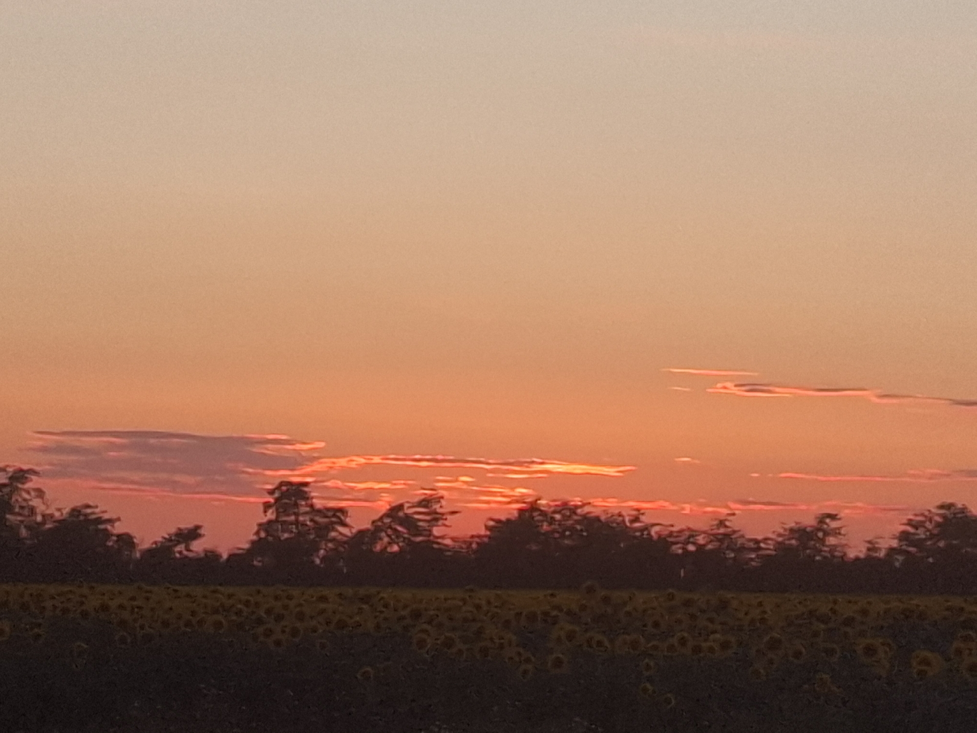 The image depicts a sunset over a field of sunflowers in Topaly, Ukraine. The sky is a gradient of soft orange and peach, with streaks of pink and red near the horizon. Silhouetted trees form a dark line across the middle ground, separating the sky from the field. The foreground is filled with a dense field of sunflowers, their yellow heads facing downwards as the sun sets. The scene is peaceful and serene, capturing the beauty of a rural landscape at dusk.