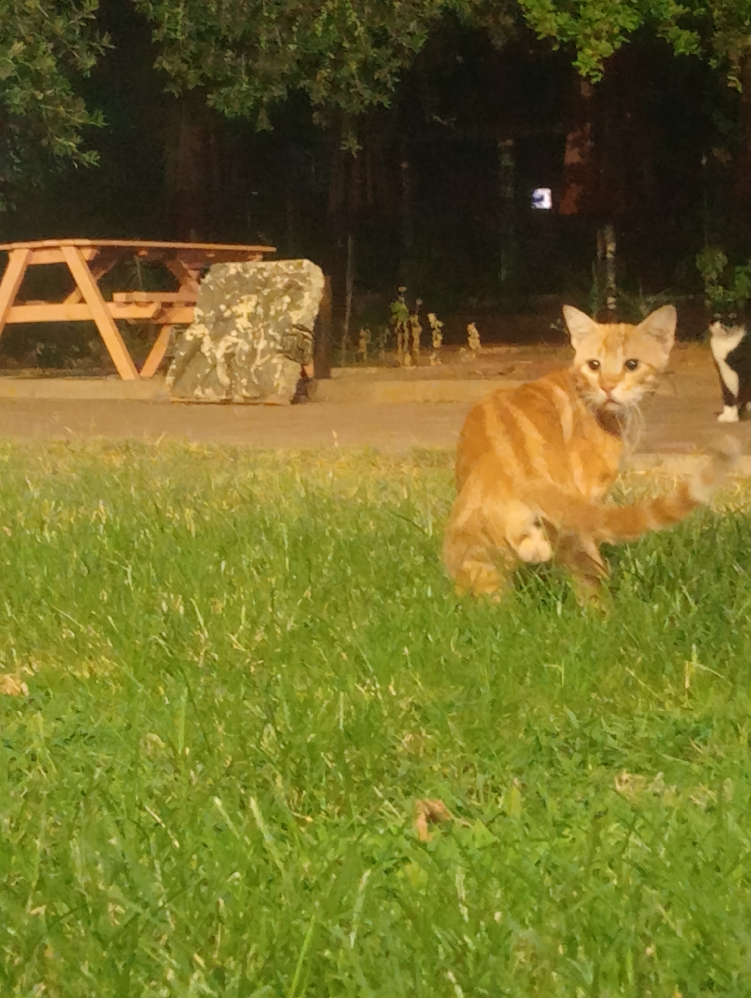 An orange tabby cat stands in lush green grass, looking back towards the camera. The cat is facing left in the frame, with its body angled away from the viewer. Behind the cat, a portion of a black and white cat is visible. In the background, a wooden picnic table and a large rock with a camouflage pattern are present. Trees and foliage form a dark backdrop. The scene appears to be outdoors, likely in a park or natural area. The lighting suggests it might be dusk or nighttime. The location in Antalya, Turkey is not specified in the image.