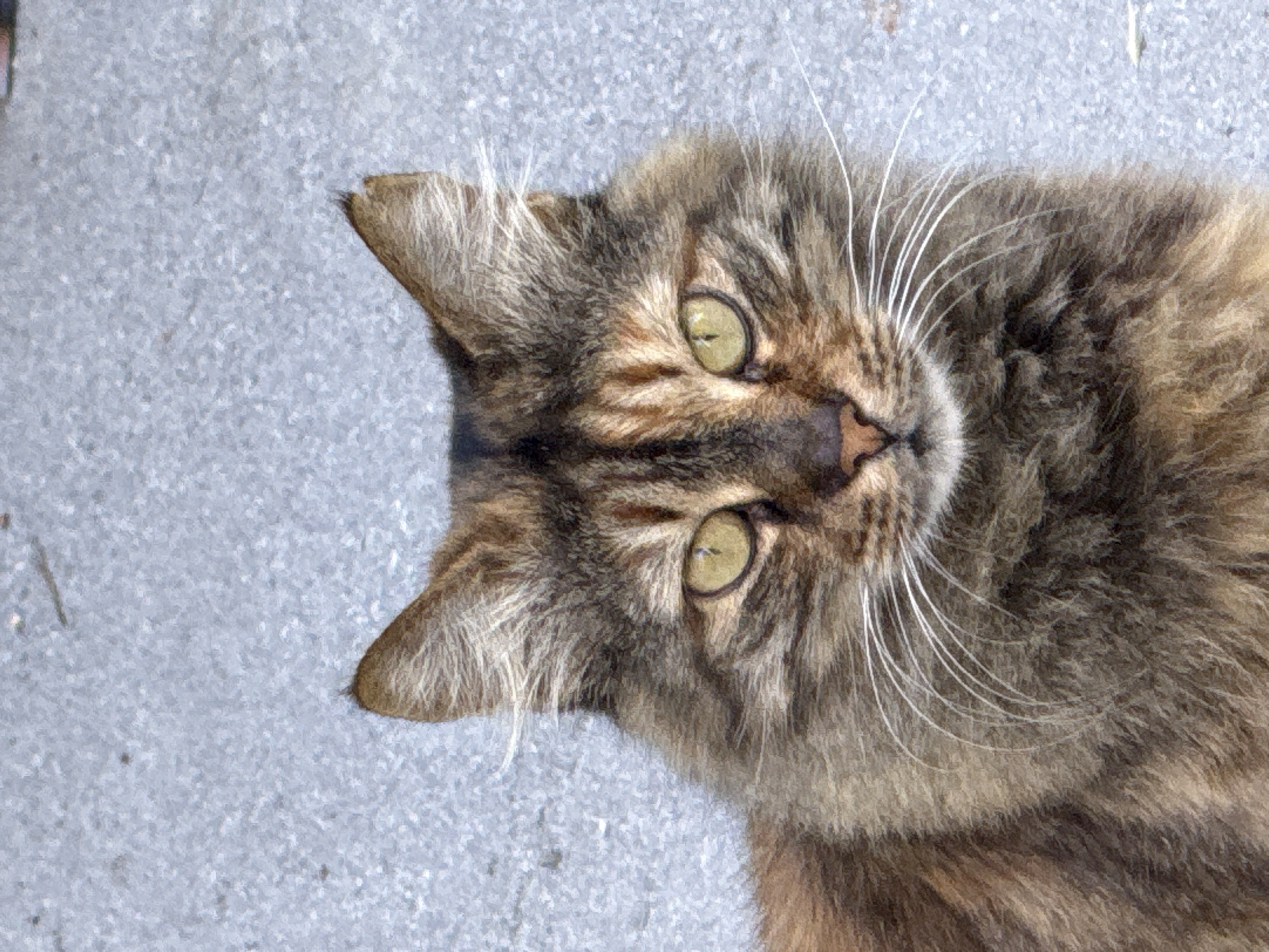 A close-up, head-on shot of a tabby cat with amber eyes is captured against a grey, textured surface. The cat's fur is a mix of brown, black, and tan, with distinct stripes on its forehead and around its eyes. Its whiskers are long and white, fanned out against its cheeks. The background appears to be asphalt or concrete, with a slightly speckled texture. The lighting suggests it is daytime, with shadows not prominently visible. The cat's gaze is directed forward, appearing calm and observant. No other subjects or objects are present in the frame.