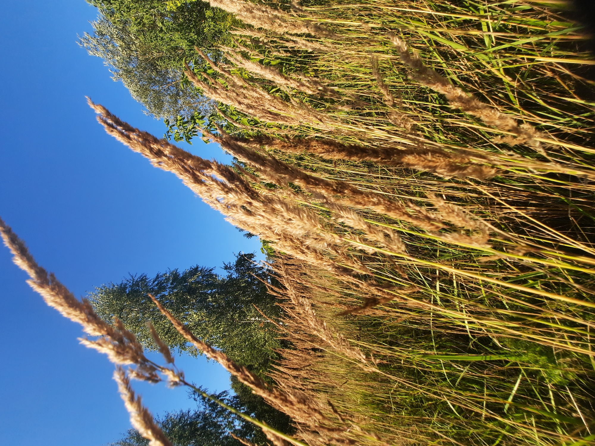 The image depicts a close-up, low-angle view of tall, dry grass stalks swaying in the foreground against a clear blue sky. The grass is golden brown and feathery, with some stalks in sharp focus and others blurred. In the background, trees with lush green foliage are visible, suggesting a natural or park-like setting. The scene appears to be a sunny day. The location is not discernible from the visual information provided in the image.