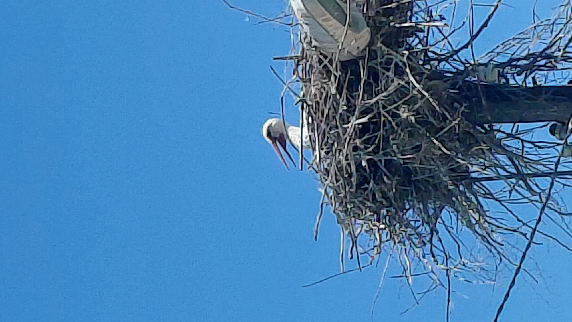 A medium shot reveals a stork perched in a large nest atop a utility pole. The nest appears to be constructed of branches and twigs. The sky is clear and blue in the background. A second stork is partially visible within the nest. The location is unknown.