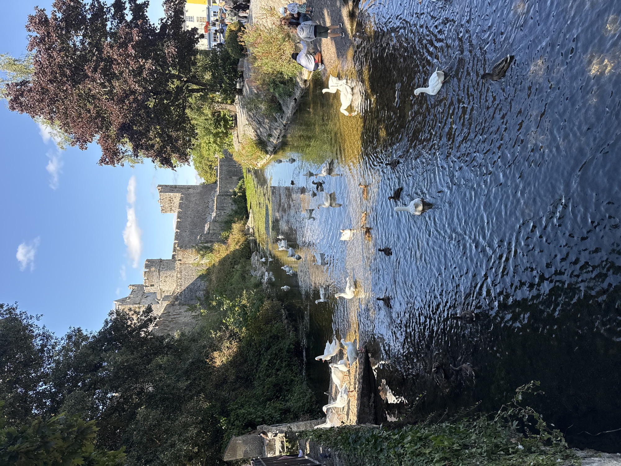 A flock of geese and ducks swims in a calm, shallow river that runs alongside a stone wall and a castle. The castle, a medieval structure with turrets and battlements, is partially visible behind a cluster of trees. The sun shines brightly, casting reflections on the water. Several people are gathered on the riverbank, some observing the birds. The scene is set in Cahir, Ireland, with the river appearing to be the River Suir, flowing past Cahir Castle.