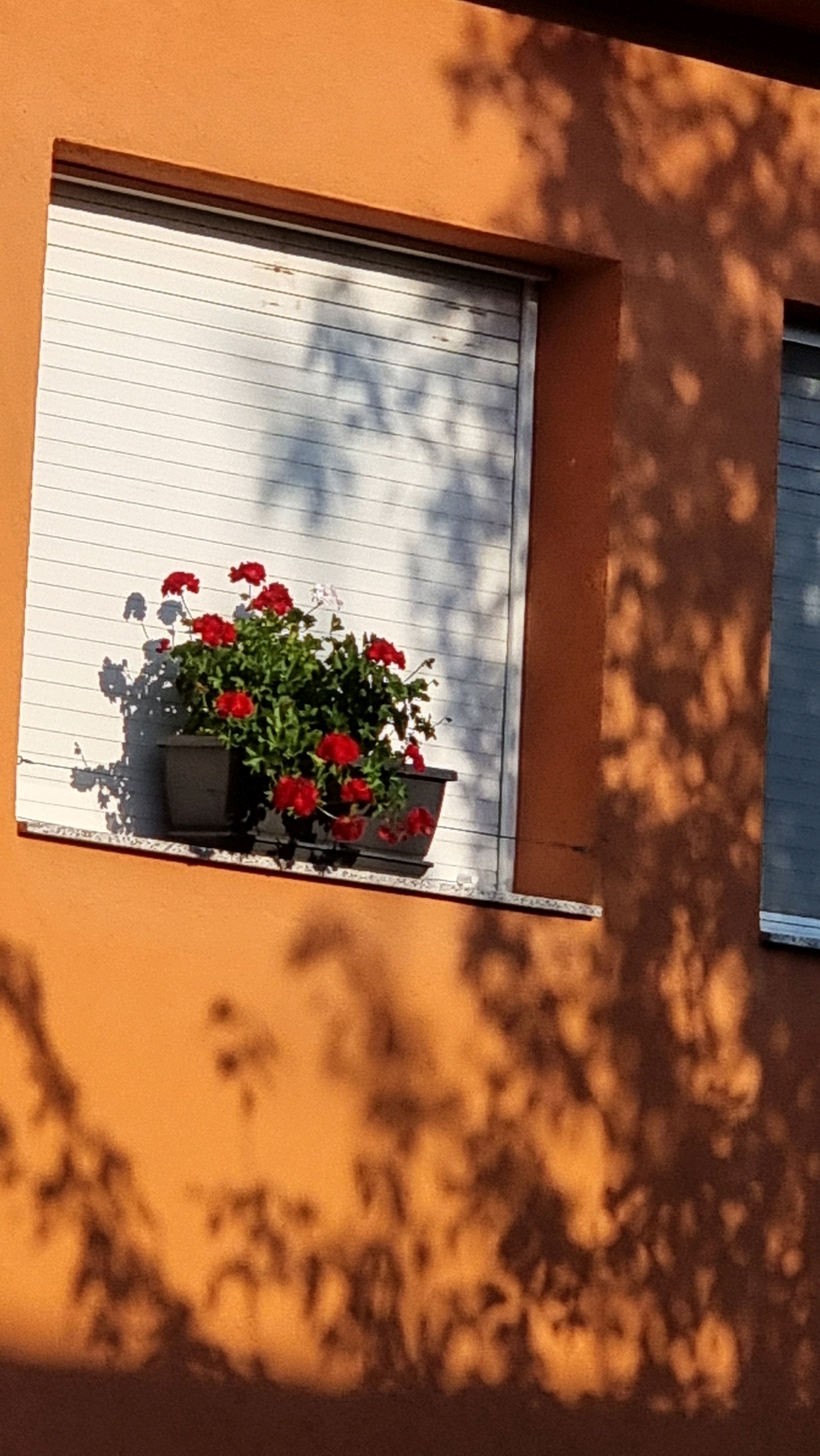 A close-up, eye-level shot captures a window box filled with vibrant red geraniums and green foliage, mounted on an orange-painted wall. The window itself is covered by a white, slatted roller shutter, partially open, allowing light and shadows of tree leaves to fall upon its surface and the wall. The scene appears to be a residential building exterior. There are no people visible in the image. The lighting suggests it is daytime, with strong sunlight casting distinct shadows. The architecture is simple, and the overall impression is one of a sunlit domestic setting.