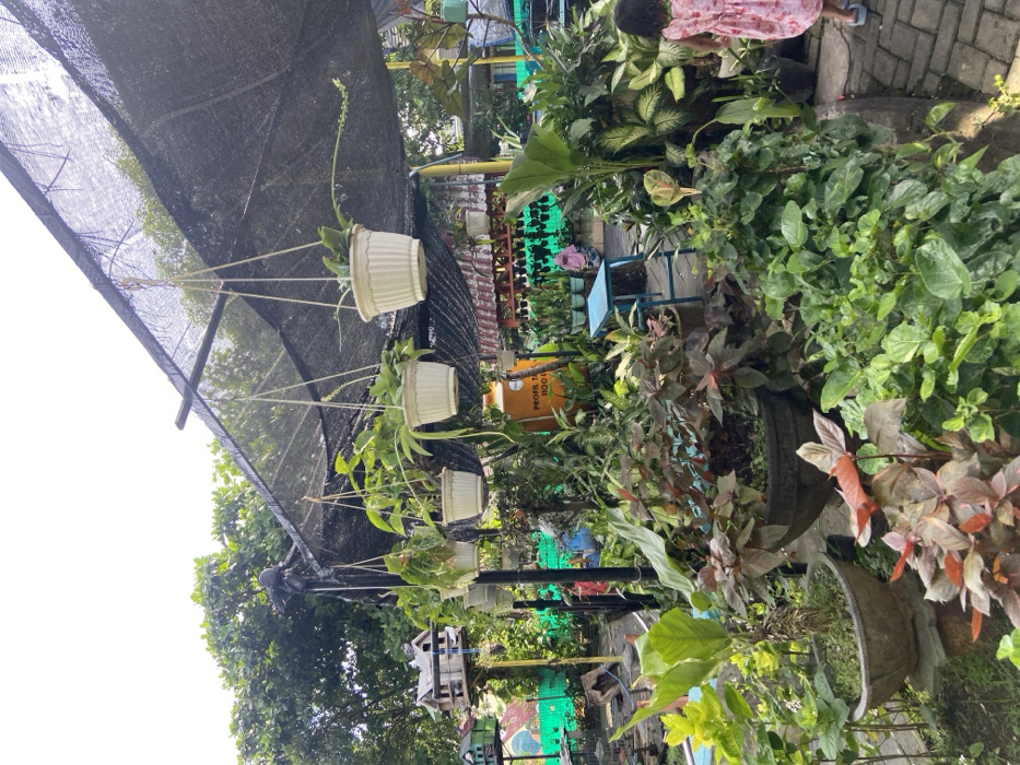 The image shows a garden in Kecamatan Sidoarjo, Indonesia, located at coordinates -7.441 latitude and 112.705 longitude. A black netting canopy stretches over the garden, and hanging from it are several potted plants in white pots. Below the canopy, there is a variety of plant life, including leafy green plants, and a potted plant with large, red leaves in the lower right corner. A small, yellow and white plastic barrel sits in the background, behind a small table with green and white chairs. There is a child wearing a pink dress in the lower right corner. The child is obscured from the waist down.