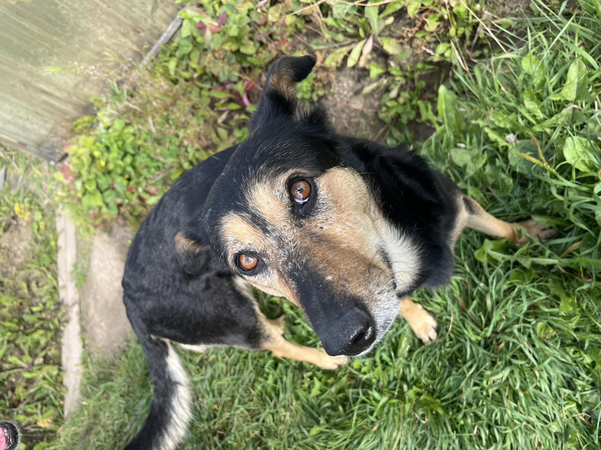 A medium-sized dog with black and tan fur is standing on a patch of green grass. The dog's face is turned towards the camera, with its mouth slightly open and its tongue visible. Its eyes are brown and appear to be looking upwards. The dog's ears are pointed upwards and slightly to the sides. In the background, there is a wooden fence and some greenery. The scene appears to be outdoors, possibly in a backyard or park.