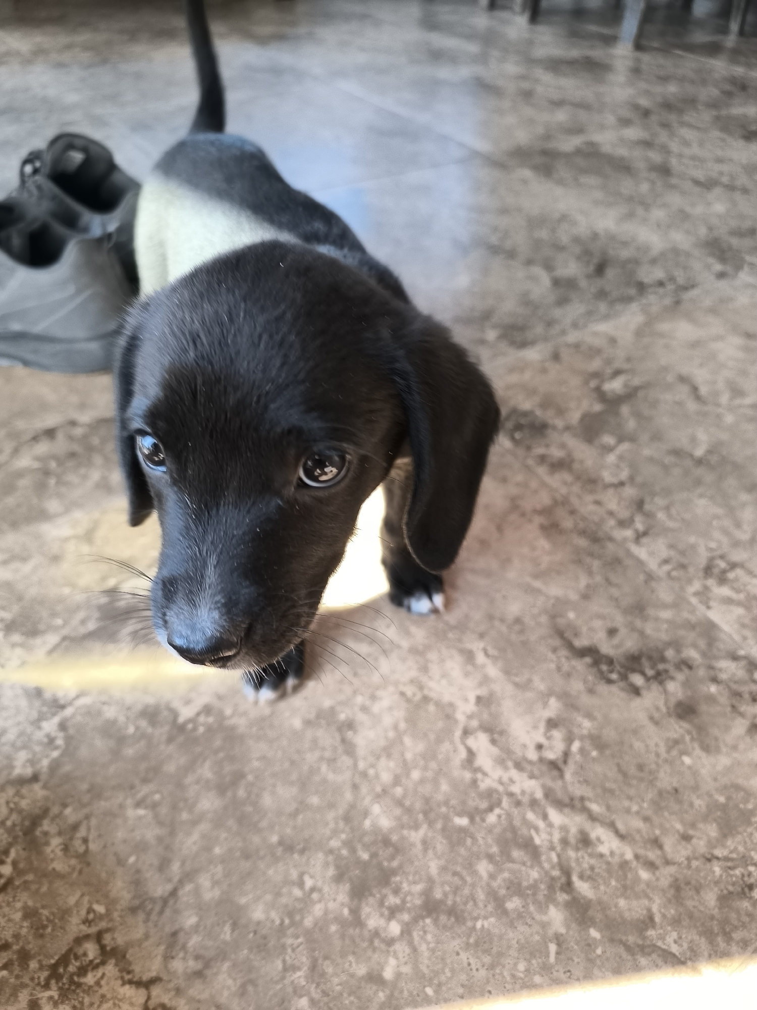 In Dabnitsa, Bulgaria, a close-up, high-angle shot captures a black puppy with a patch of white fur on its back. The puppy is looking directly at the camera with large, dark eyes and has long, floppy ears. Its front paws are visible, with one white-tipped paw resting on a mottled, tiled floor. In the background, to the left of the puppy, a pair of dark shoes is partially visible. The lighting in the scene creates a slight glow along the bottom edge of the image.