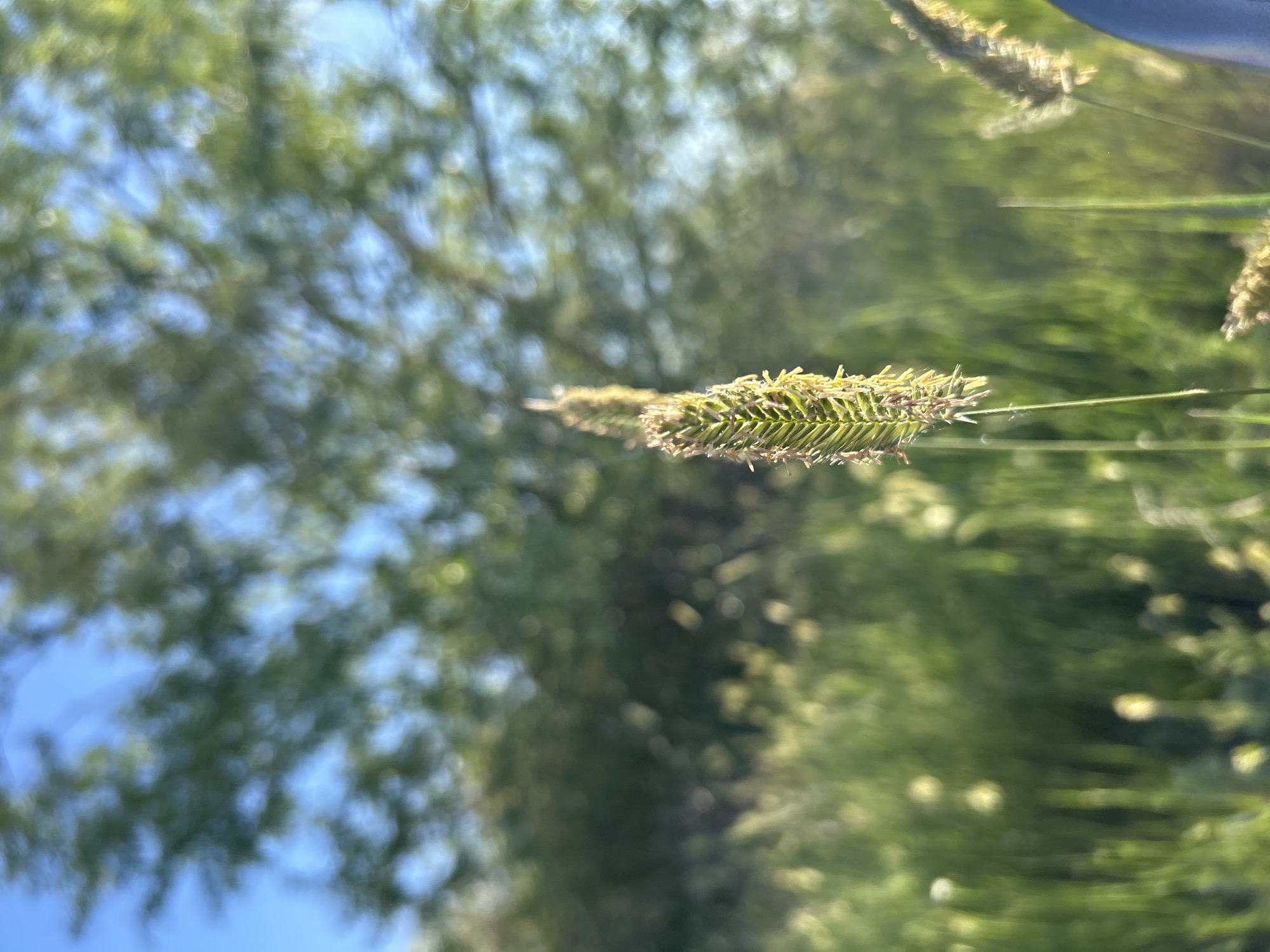 A close-up, shallow depth of field shot focuses on a single stalk of grass with a seed head, prominently displayed in the foreground against a blurred background of lush green foliage and a bright blue sky. The grass stalk is tall and slender, with a feathery, elongated seed head that appears to be a light brown or golden hue, composed of numerous small florets. The foreground is filled with soft, out-of-focus green vegetation, suggesting a natural, outdoor environment. The background showcases a large, out-of-focus tree with green leaves, its branches creating a dappled effect against the sky. The overall impression is one of nature's delicate details captured on a sunny day. There are no people or animals visible in the image, and no specific urban features are discernable. The scene is serene and evokes a sense of rural or natural tranquility.