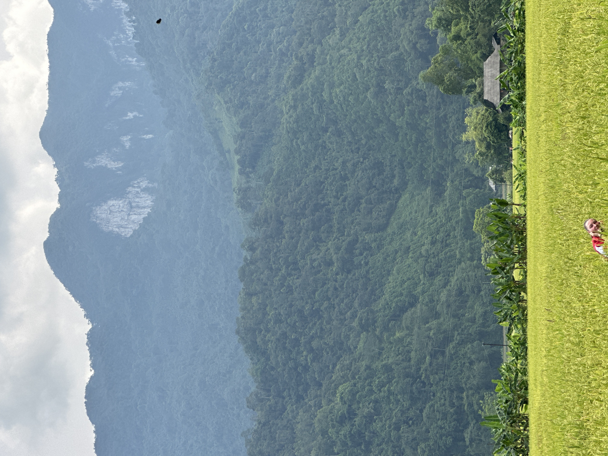 This image captures a lush, mountainous agricultural landscape in Ngọc Đường Commune, Vietnam. The scene is dominated by natural elements, with a hint of human presence.
In the foreground, a vibrant, golden-green rice field stretches across the lower portion of the frame. The rice stalks appear full and healthy, suggesting a bountiful harvest. On the far right edge of the rice field, a person, possibly a child or small adult, is partially visible, wearing clothing with red and white elements.
Behind the rice field, a line of dense, green foliage, possibly banana plants or similar tropical vegetation, forms a natural barrier. Further into the middle ground, nestled among more trees, a traditional house with a dark, sloping roof is visible, suggesting a rural settlement.
The background is characterized by majestic mountain ranges. The closest mountains are covered in dense, dark green tropical forest, showcasing a rich texture of trees. Beyond these, successive layers of mountains appear in lighter shades of blue and grey, creating a sense of depth and distance, characteristic of atmospheric haze over large geographical features. Some lighter, rocky outcrops are visible on these more distant slopes.
The sky above the mountains is bright and largely overcast with soft, white clouds, indicating daytime conditions. A small, dark, unidentifiable object, possibly a bird or insect, is seen flying against the sky near the upper mountains. The overall ambiance is one of natural beauty and tranquility, depicting a harmonious blend of agricultural land and wild mountains. No discernible text is present in the image.