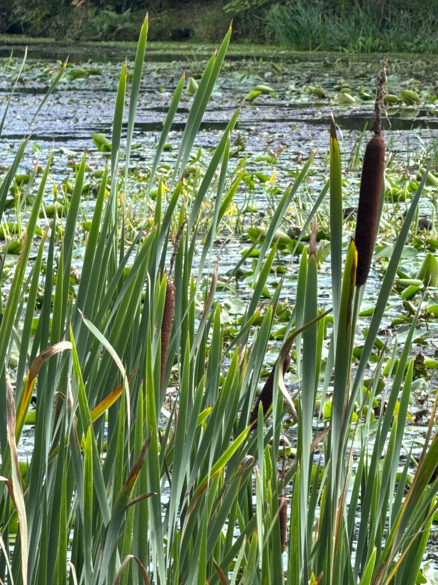 This is a close-up, eye-level, outdoor photograph of cattails in a wetland. The cattails are in the foreground, with their long green leaves and brown seed heads dominating the frame. In the background, the water is visible, covered with lily pads and other aquatic vegetation. The overall impression is one of a natural, serene environment.