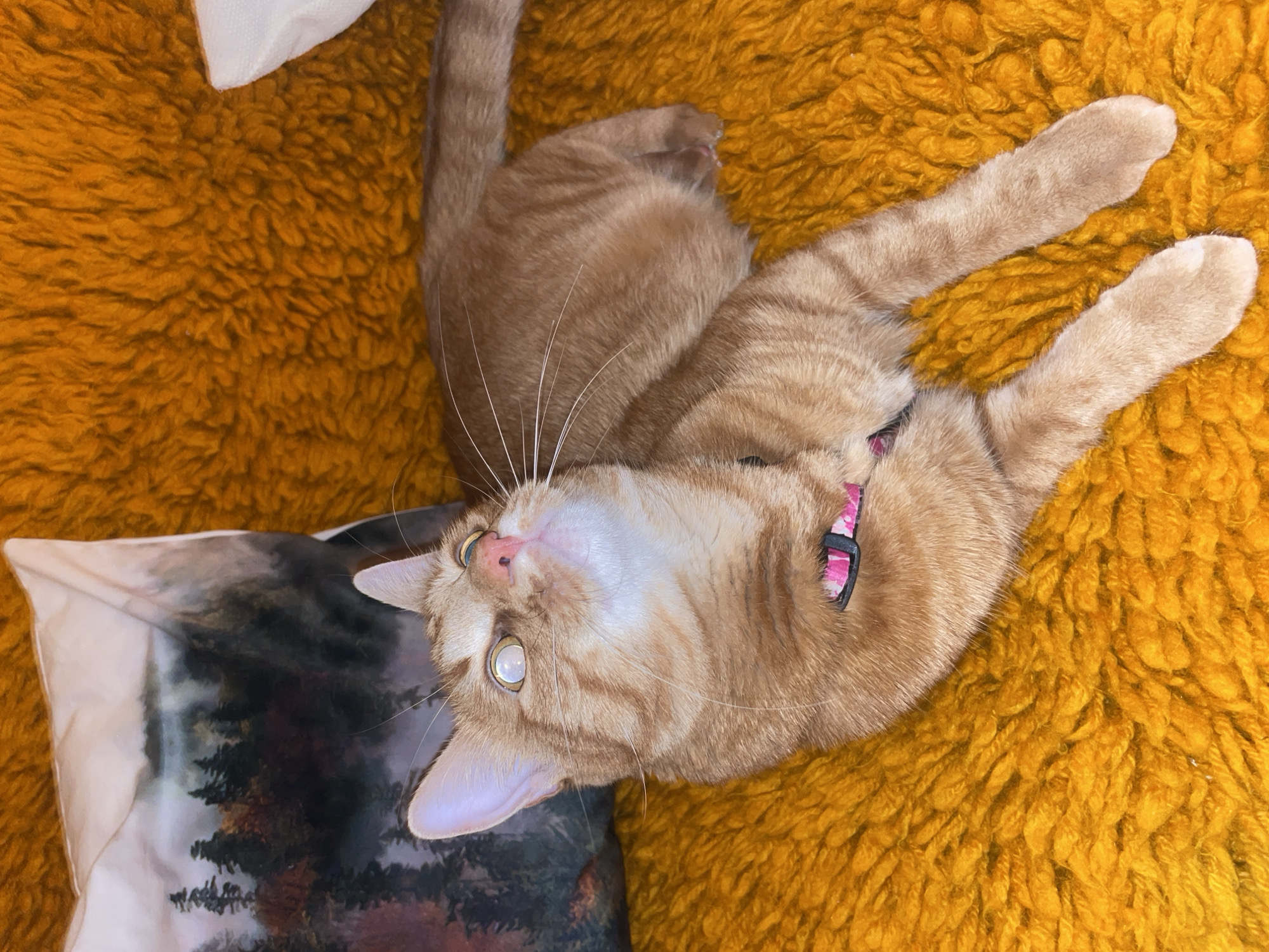 An orange tabby cat with a pink collar lies on a yellow shag rug. The cat is positioned on its back with its paws extended. A pillow with a landscape print sits to the cat's left.
