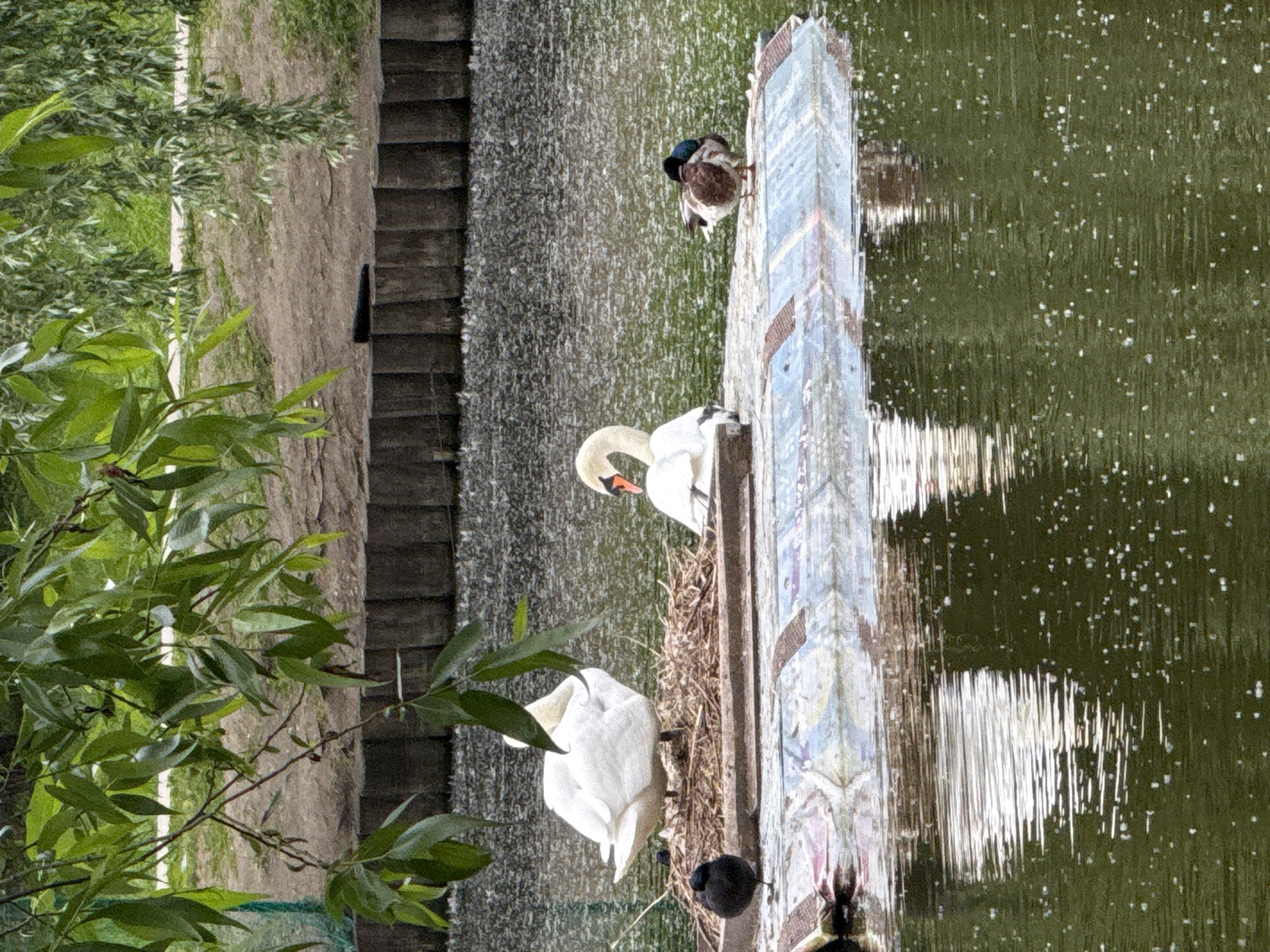 The image captures a tranquil outdoor scene featuring several water birds on a body of water, likely in a park setting.
In the mid-ground, a decorated, light-colored stone or concrete structure acts as a narrow platform, stretching horizontally across the frame. On this platform, two white swans are present. One swan is nestled comfortably on a large, untidy nest made of sticks and dry grass, likely incubating eggs. The other swan stands nearby, facing away from the viewer. To the right of the swans, a mallard duck, identified by its iridescent green head and brown body, is meticulously preening its feathers. A small, dark bird, possibly a coot, is partially visible near the base of the nesting swan, at the edge of the platform.
The water to the right of the platform is calm and appears deep green, reflecting the bright daylight with numerous small sparkling highlights on its surface. To the immediate left of the decorated platform, a section of turbulent, foamy white water suggests a small waterfall or cascade, indicating a drop in water level. Further to the left, a bank is visible, covered in lush green foliage from trees and bushes. A dirt path or a series of rustic wooden steps can be seen along this bank, partially obscured by the greenery.
The scene is well-lit, indicating bright daylight and clear weather conditions. The atmosphere is peaceful and natural, focusing on wildlife in a seemingly managed natural environment. No visible text is present in the image. The location context for this image is Moscow, Russia.