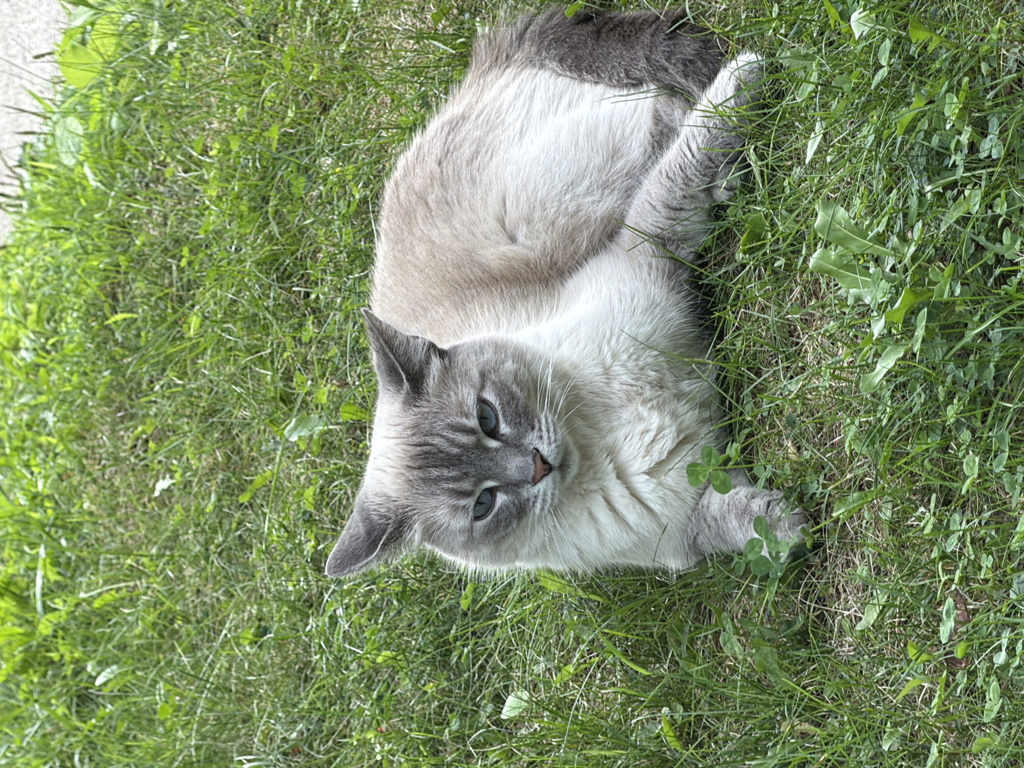A light-colored cat with grey markings on its face and tail is lying in green grass. The cat is facing the camera with its head turned slightly to the left. Its eyes are partially closed, and its ears are perked up. The grass is short and appears to be well-maintained. There are no people or other animals visible in the image. The background is out of focus, but it appears to be more grass. The image is taken from a slightly elevated angle, looking down at the cat. There are no identifiable landmarks or features that would suggest a specific location within the city of Pittsburgh, United States of America.