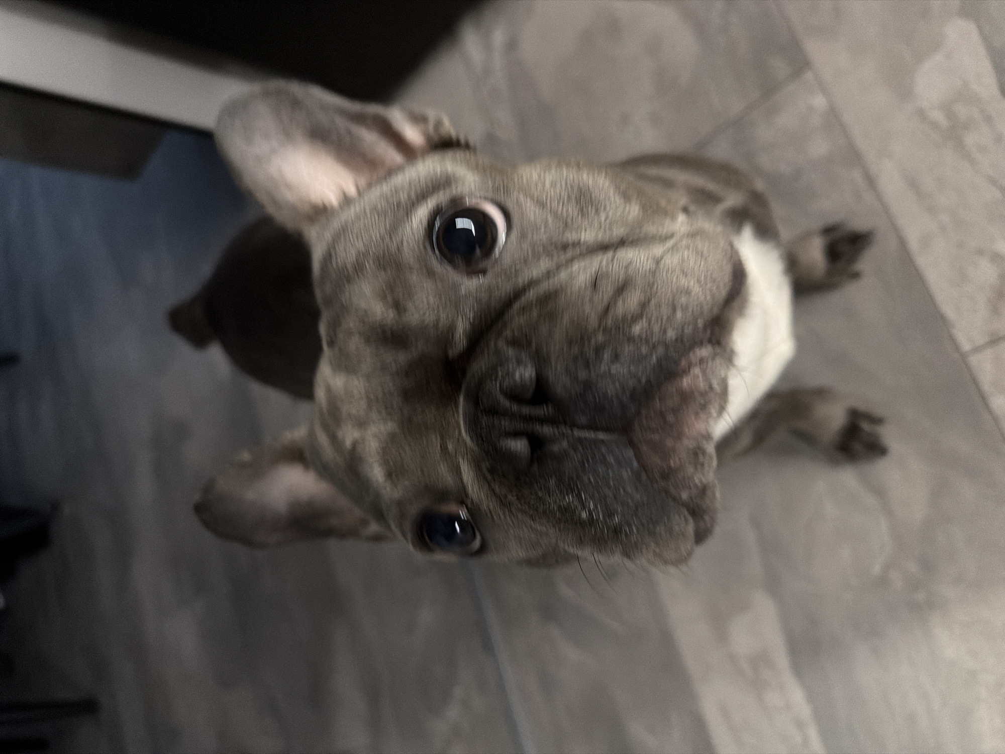 A French bulldog, with a brindle coat and white chest, is looking directly at the camera. Its ears are perked up, and its eyes are wide open. The dog is positioned centrally in the frame, with its head tilted slightly upwards. The background consists of a tiled floor with a gray, stone-like pattern. The lighting is dim, and the focus is on the dog's face. The scene appears to be indoors, in a domestic setting. No specific location in Ruse, Bulgaria, can be determined from the image.