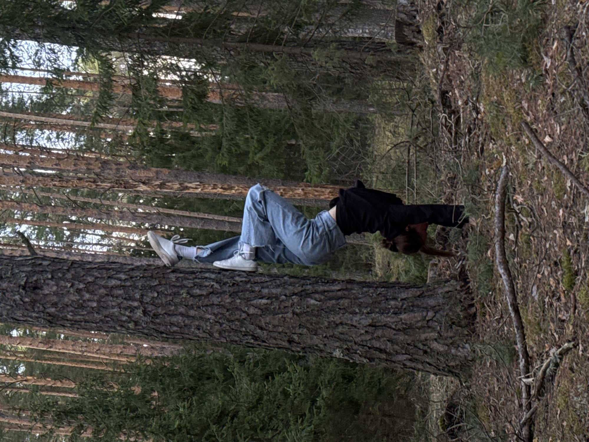 A single individual is depicted lying horizontally along the length of a thick, fallen tree trunk in a coniferous forest. The image is oriented as if rotated 90 degrees clockwise from its natural upright position.
The person, appearing to be a young woman with dark hair, is dressed in a black long-sleeved top, light blue ripped jeans, white socks, and white sneakers. She is stretched out on the dark, textured bark of the log, with her legs slightly bent at the knees and her arms extending forward towards the forest floor on the other side of the log. This pose suggests an act of balance, stretching, or mindful relaxation within nature.
The setting is a dense forest, characterized by numerous tall, slender coniferous trees that stand vertically in the background, implying their natural upright growth despite the image's orientation. The forest floor, visible on the right side of the frame (if viewed naturally), is covered with a mix of pine needles, moss, and decaying leaves. The light is diffused, indicative of an overcast day or a deep canopy, suggesting a calm and possibly cool atmosphere. There are no strong shadows, and the overall mood is serene. No text is visible in the image. The location cues are consistent with the natural landscapes found in Chaikovsky, Russia.