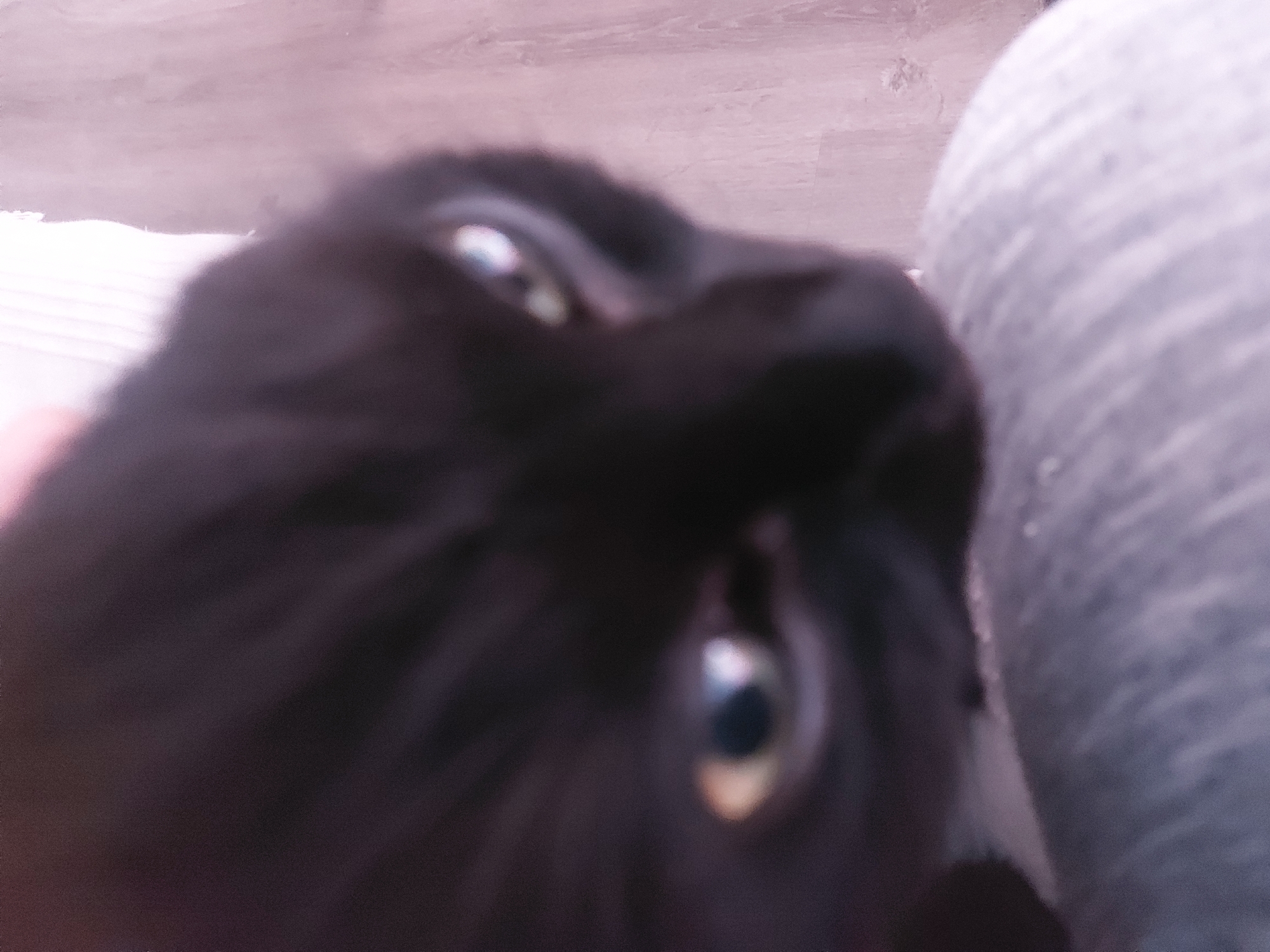 A close-up, blurry image captures the face of a black cat, dominating the frame. The cat's head is tilted, and its large, reflective eyes, with visible green and yellow tones, stare directly towards the camera. Light sources are clearly reflected in both pupils. The fur of the cat is largely indistinct due to blur, but its dark color is evident.
To the right of the cat, a grey, textured surface, possibly a sofa or blanket, is visible. On the left and bottom left, a lighter, possibly white, soft surface can be seen. The background behind the cat and furnishings is a light brown or pinkish-beige wall or furniture surface, also out of focus. The overall scene suggests an indoor setting, likely a home, given the presence of a pet cat and soft furnishings. No specific activity beyond the cat looking at the camera is depicted. There is no visible text in the image. The image quality is soft and out of focus, giving it an intimate, "point-of-view" perspective as if taken very close to the animal, in Figueira da Foz, Portugal.