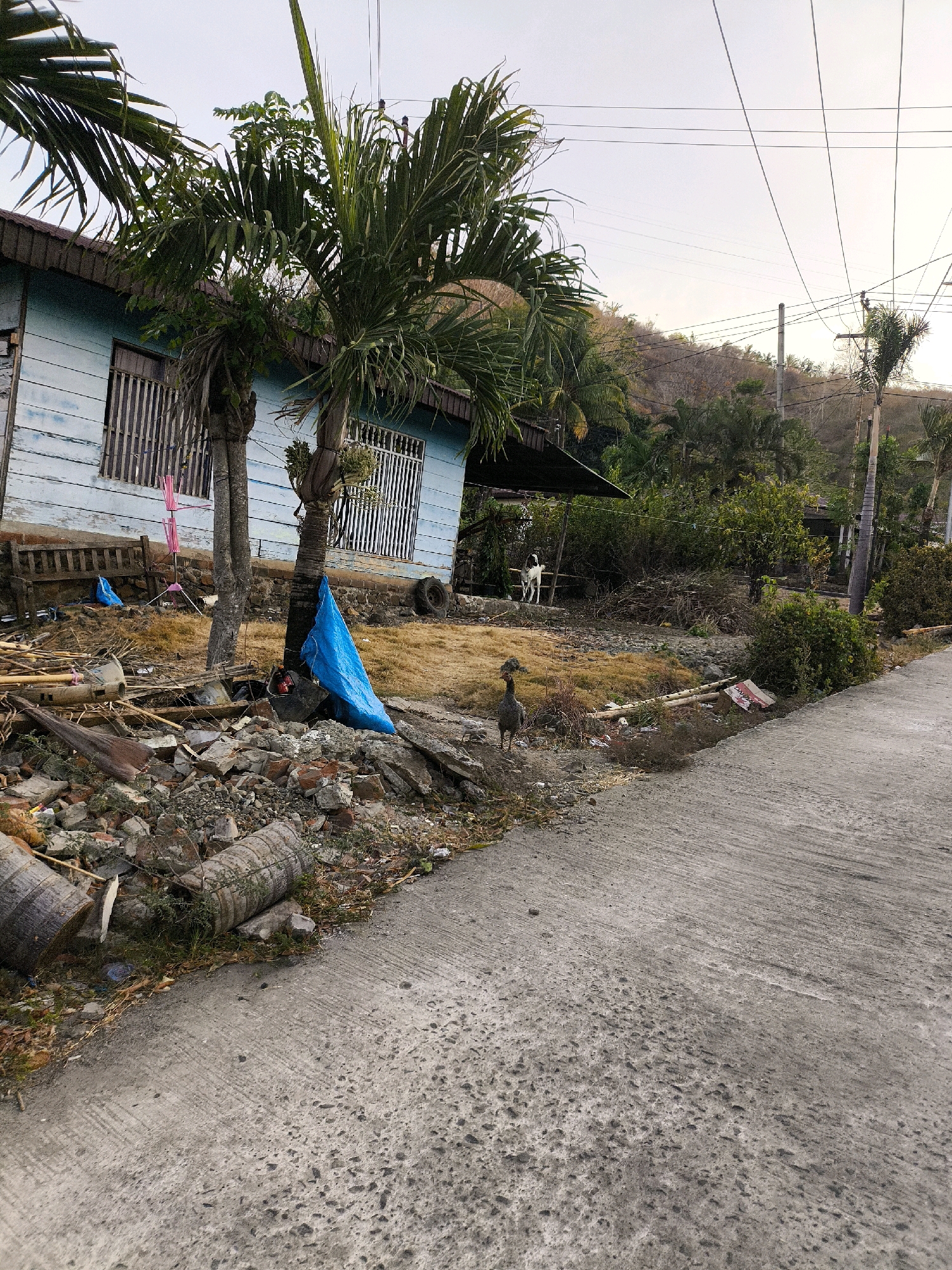The image shows a rural scene in the Philippines, with a damaged house in the background. The house is made of light blue wood and has a tin roof. The windows are barred. There is a pile of debris in front of the house, including broken bricks, wood, and palm tree trunks. A blue tarp is draped over some of the debris. Two palm trees are in front of the house. A dog is standing on a raised platform to the left of the house. In the foreground, a road made of concrete is visible. A chicken is standing on the side of the road, facing away from the camera. The sky is overcast. The scene appears to be one of disarray and possibly the aftermath of a natural disaster.