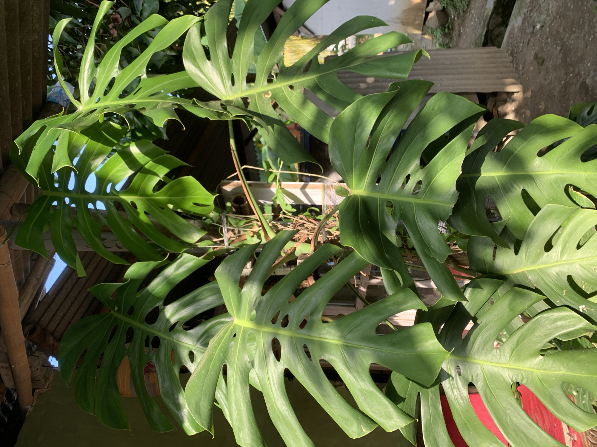 A high-angle shot shows a vibrant Monstera deliciosa plant in Karangkemiri, Indonesia. The plant's large, fenestrated green leaves are prominently displayed, with sunlight filtering through them. The background is partially obscured, but a corrugated metal roof and glimpses of a garden suggest an outdoor setting. The plant is in a red container.