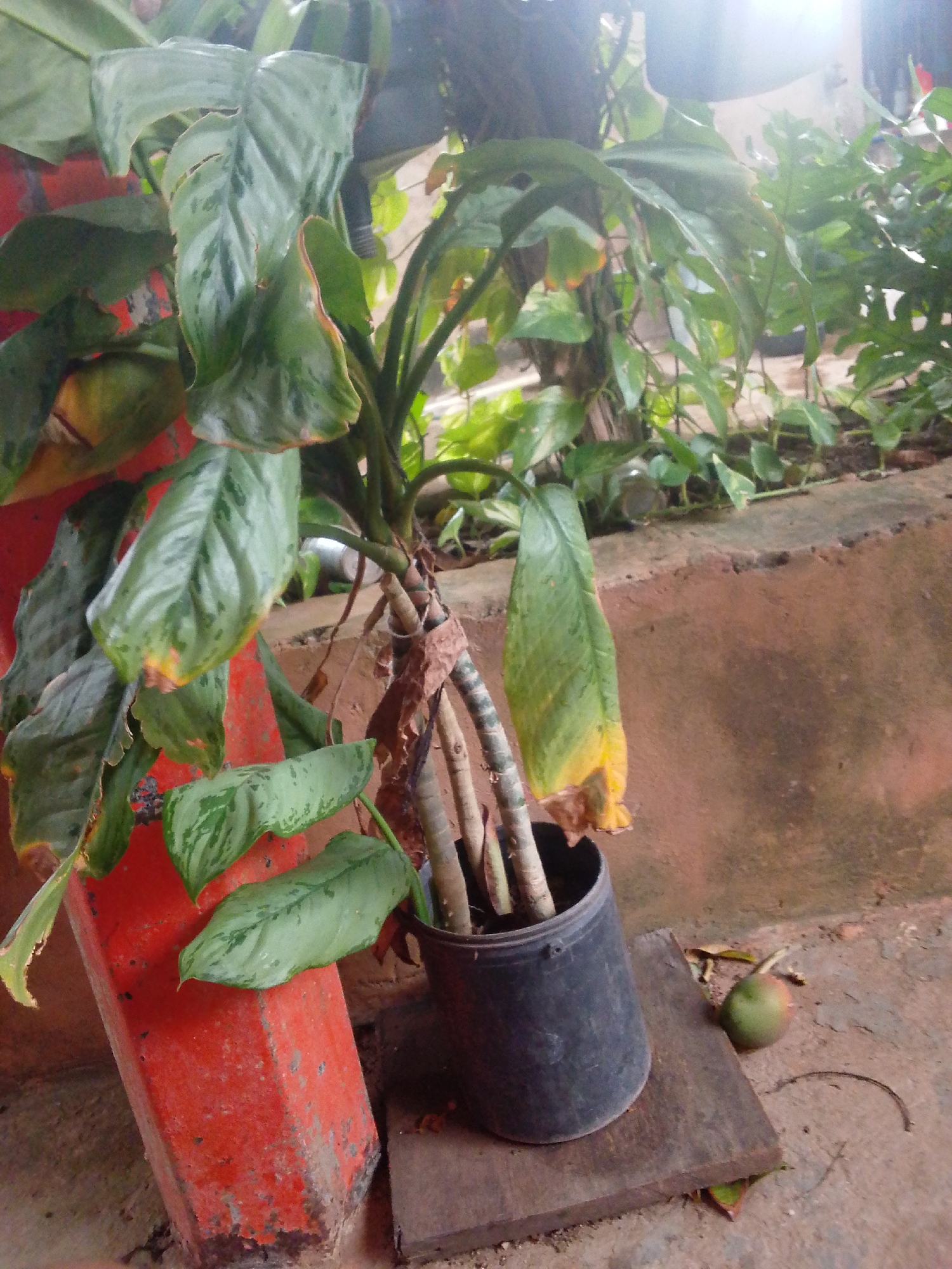 In Guayacán, Venezuela, an indoor potted plant with large, mottled green leaves and brown-edged foliage sits in a dark grey pot on a wooden plank. The plant's stems are thick and appear somewhat dry, with some brown, papery leaves clinging to them. A reddish-orange concrete pillar is visible to the left of the plant. Behind the plant, a wall made of reddish-brown cement forms the background. To the right of the plant and plank, a small, green and red fruit rests on the ground. The environment appears to be an outdoor or semi-outdoor space, possibly a patio or garden area.