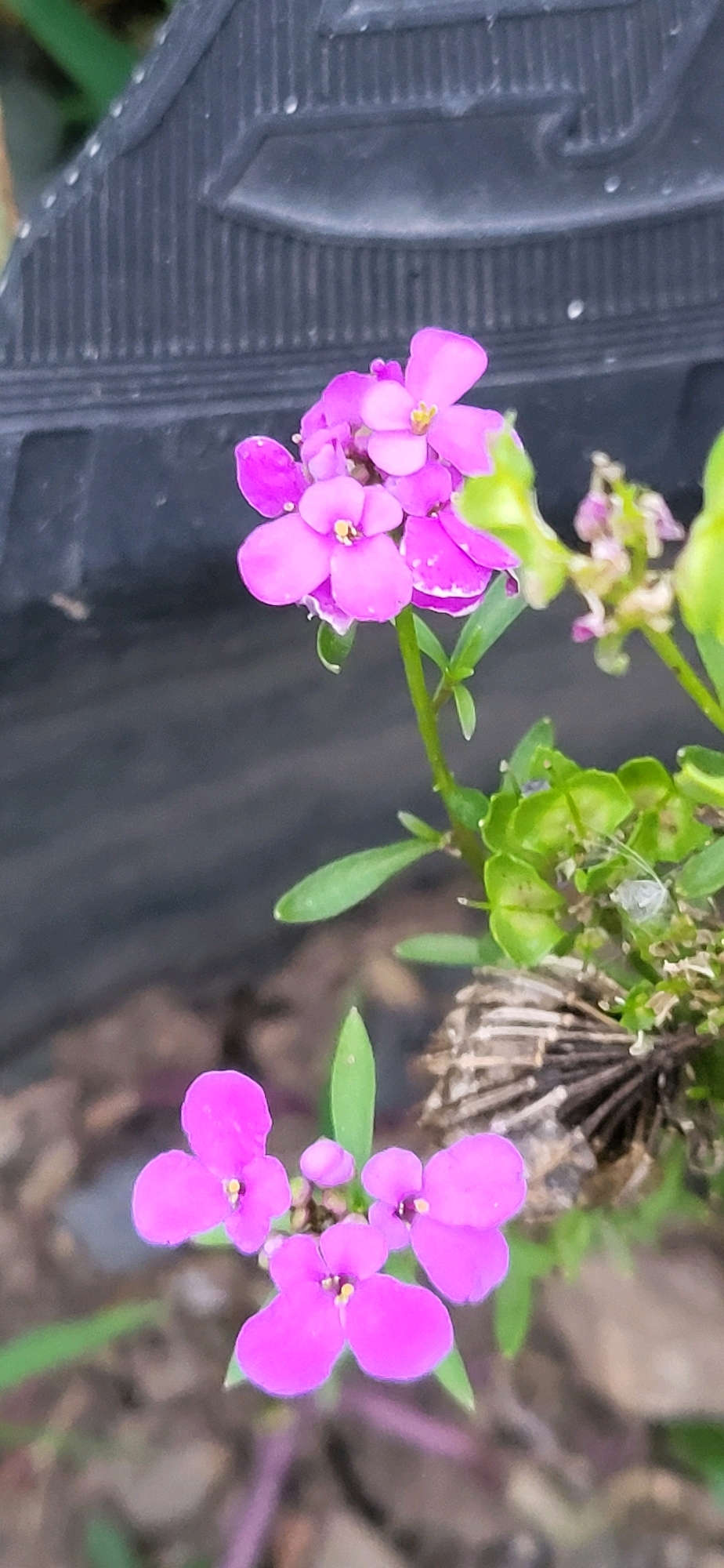 A close-up, vertical-format shot displays two clusters of bright pink flowers with yellow centers. The flowers are small and have four petals each. The top cluster is slightly out of focus, while the bottom cluster is in sharp focus. The flowers are on slender green stems with small, elongated green leaves. In the background, a dark, ribbed object, possibly a tire or a textured surface, is visible. The ground beneath the flowers appears to be a mix of brown soil and some dried plant matter. The overall lighting suggests an outdoor setting, likely during the daytime. The image does not provide any specific information that would allow for its location to be identified within the city of Oskemen, Kazakhstan.