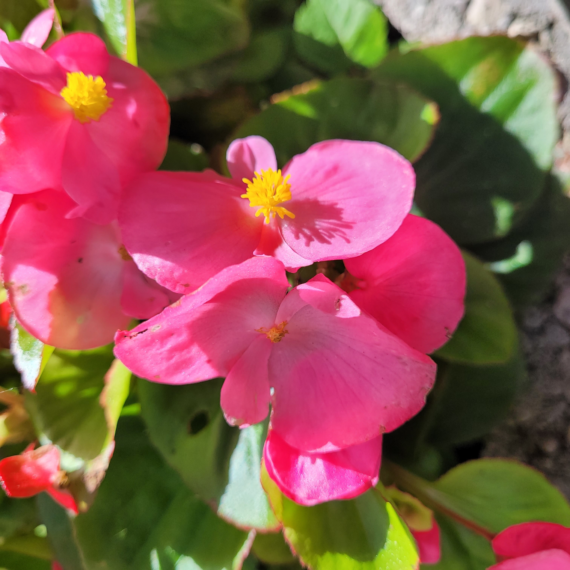 The image displays a close-up view of vibrant pink begonia flowers with bright yellow centers. The blossoms are in various stages of bloom, with some petals unfurling and others fully open. Green leaves surround the flowers, some appearing slightly wilted or damaged. The background is blurred, suggesting a shallow depth of field, with hints of a rough, greyish surface, possibly stone or concrete, and more green foliage. The lighting appears to be natural daylight, casting subtle shadows on the petals. There are no people or discernible actions taking place. The image is a naturalistic depiction of begonia flowers in a garden setting. Without additional information or context, the specific location within Jūrmala, Latvia, cannot be determined from the image itself.