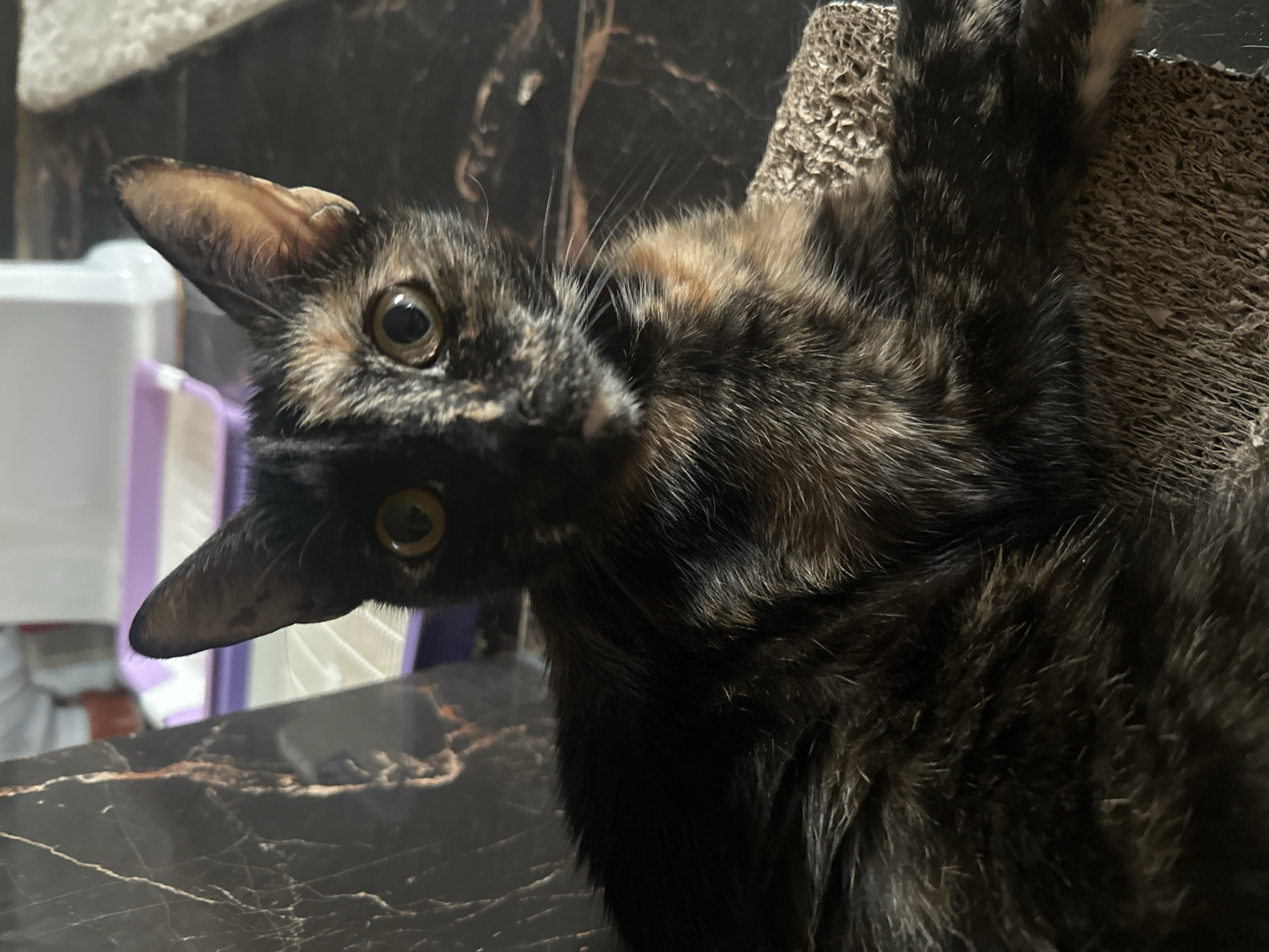 The image shows a close-up of a tortoiseshell cat lying on a scratching pad. The cat's fur is a mix of black, brown, and orange. Its eyes are wide and yellow, and it is looking directly at the camera. The cat appears to be indoors, with a dark, marbled surface and a purple cat litter box visible in the background. There is no information about the location in the city of Virki, Russia, as this is an indoor domestic scene.