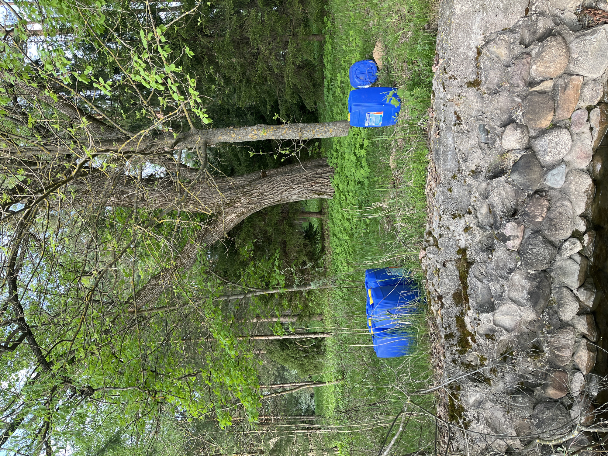The image presents an outdoor scene, likely near a rural or wooded area in Пятница, Russia. The primary focus is on the juxtaposition of natural elements and man-made objects.
**Objects:** Two blue plastic containers, one with a separate lid placed on top, are visible. The containers are situated near a tree trunk and what appears to be a stone or concrete structure, possibly part of a bridge or retaining wall.
**Environment:** The environment includes trees with fresh green leaves, suggesting spring or early summer. There's green grass and other vegetation covering the ground, which is also a slight incline on the hill. The background shows a dense forest.
**Description of Location:** The presence of the stone structure indicates proximity to a water feature like a stream or river. The area has abundant tree cover and is overgrown with vegetation, indicating a natural or semi-natural setting.
Without additional context or a broader view, it's not possible to describe any people or interactions that occurred within the frame before or after the image was captured. The photograph is a static depiction of a place and objects.