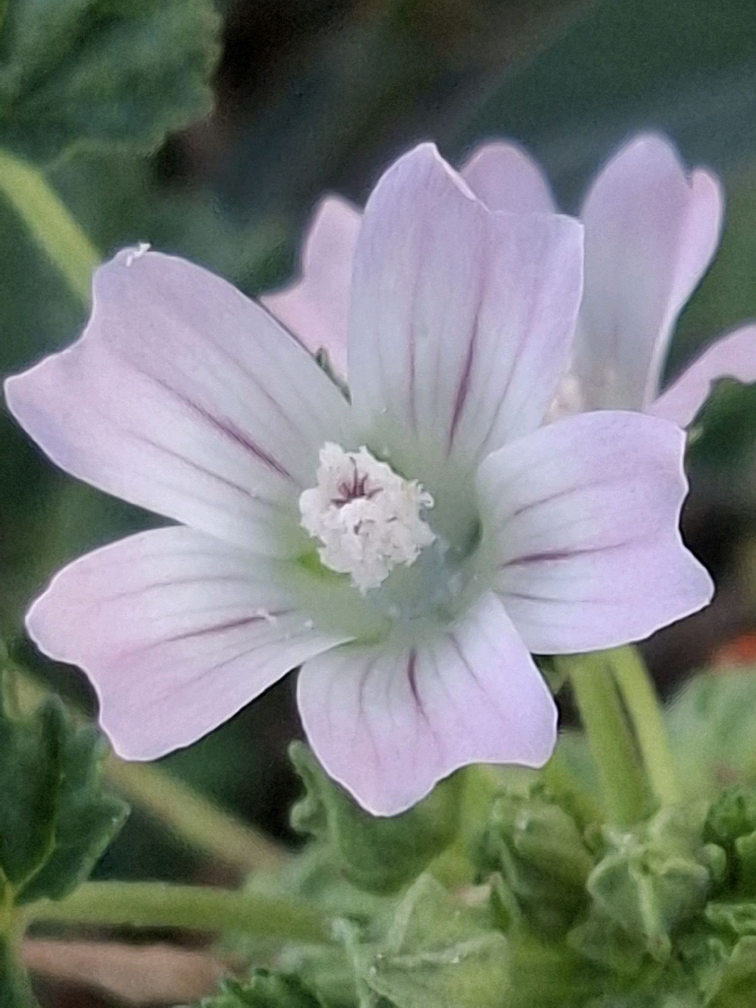 The image is a close-up, slightly out-of-focus photograph of a pale pink mallow flower. The flower has five petals with darker pink veins running through them. The center of the flower is a cluster of white stamens. The background is a blur of green leaves and darker shadows, suggesting an outdoor setting, possibly a garden or park. The image does not contain any information that would allow for its localization within Almaty, Kazakhstan, or any other specific location.