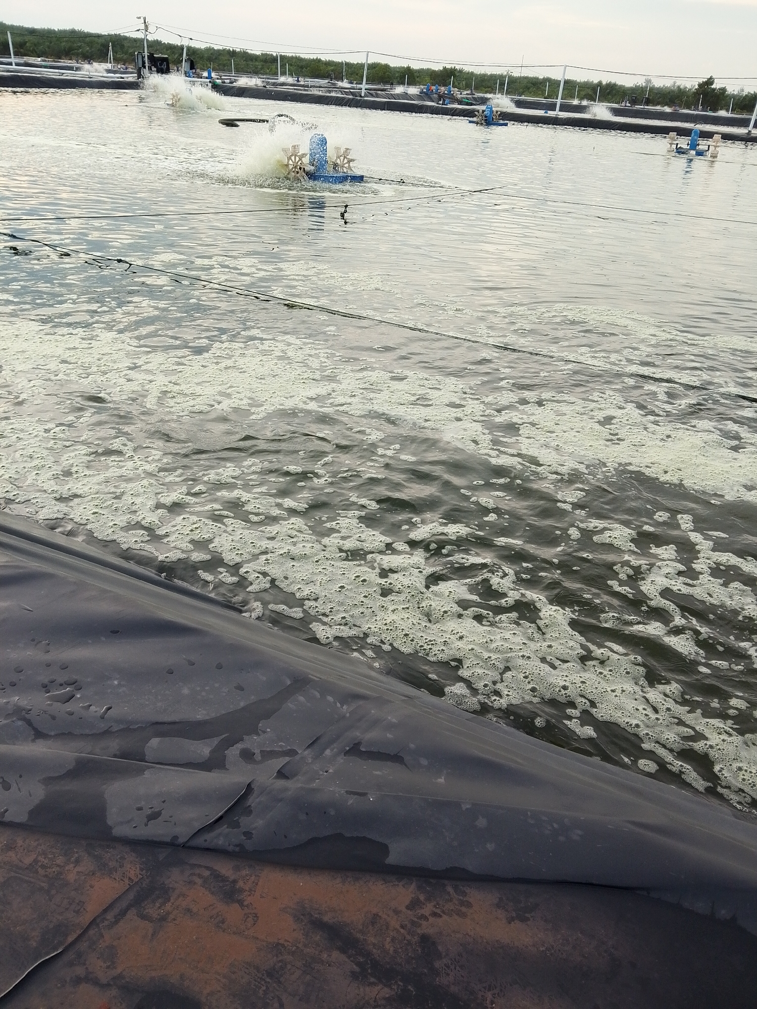 The image depicts a pond with aerators, possibly a shrimp farm, in Bukit Ketok, Indonesia. The water's surface is covered with white foam. In the background, there are several aerators and linear structures that may be pond boundaries. The foreground shows a black, possibly plastic, lining material partially submerged in the water. No people are clearly visible, but there are some objects on the linear structures that might be people. The environment appears to be an overcast day.