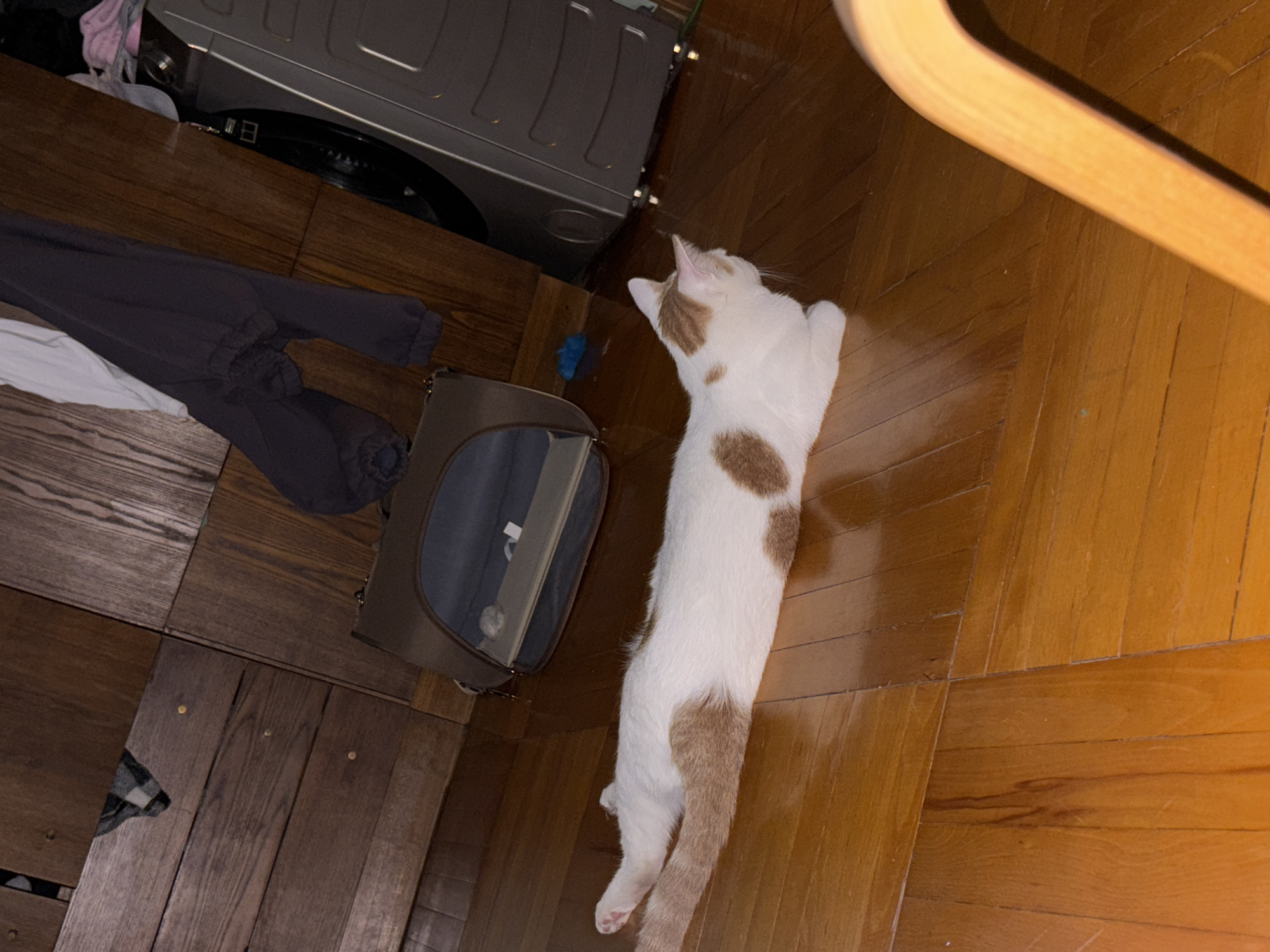 A white and tan cat is lying on a polished wooden floor. The cat is stretched out, with its front paws tucked underneath its body and its hind legs extended behind it. It is facing to the right, with its head turned slightly to look towards the right side of the frame. The cat has tan patches on its body and tail.
In the background, there is a dresser made of dark wood, with several drawers. There are also some clothes draped over the dresser, including a grey hooded sweatshirt and a white t-shirt. To the right of the dresser, there is a silver washing machine. A brown pet carrier is also visible on the floor between the dresser and the washing machine.
The lighting in the room is dim, casting shadows on the floor and furniture. The overall scene suggests a domestic indoor environment. The location in the city of Unknown, Russia is not discernible from the image itself.