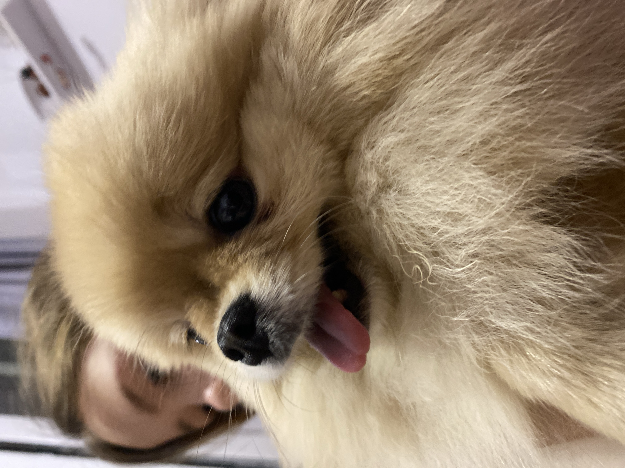 A tan Pomeranian dog is captured in a close-up shot. The dog's tongue is sticking out. The dog has black eyes and a black nose. The dog is being held, or is leaning against someone's arm. The location is unknown.