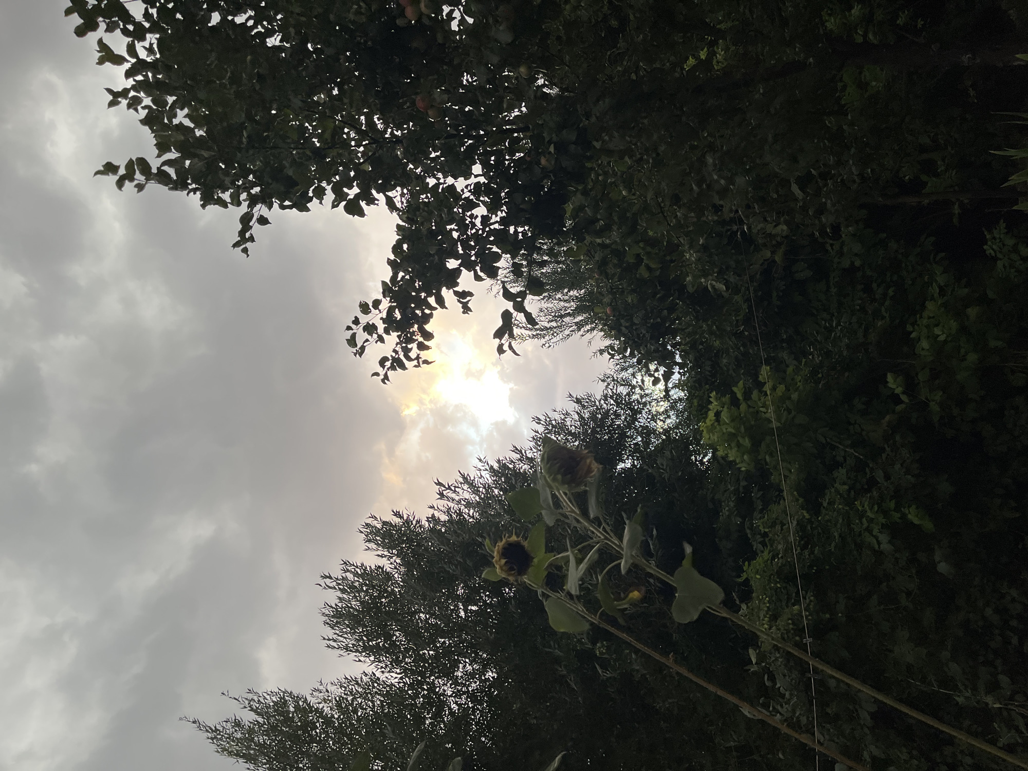 The image shows a cloudy sky with the sun peeking through the clouds, creating a bright halo. Silhouetted against the sky are the tops of several trees. In the foreground, two wilting sunflowers are visible, their heads drooping. The scene appears to be a garden or yard, possibly in an outdoor setting within the city of Қарғалы, Kazakhstan. The lighting suggests it may be late afternoon or early evening. There are no people or animals visible in the image.