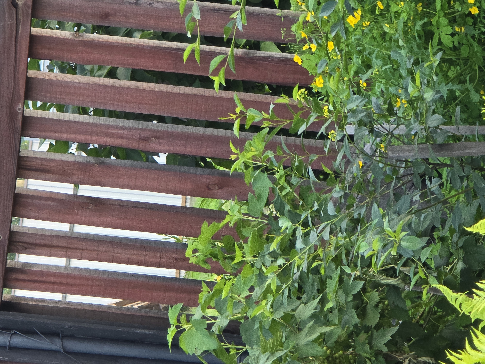 The image shows a close-up view of a wooden fence with vertical planks of varying shades of brown and gray. Behind the fence, there is dense green foliage with some small yellow flowers. The fence appears to be in a backyard or garden setting. A dark gray, corrugated pipe or post is visible on the left side of the frame, attached to the fence by wire. In the distance, through the gaps in the fence, a lighter-colored corrugated surface, possibly another fence or structure, is visible. The overall impression is of a natural, outdoor scene, likely in a rural or suburban area. The location is identified as Ермолаево, Russia. There are no people or animals visible in the image.