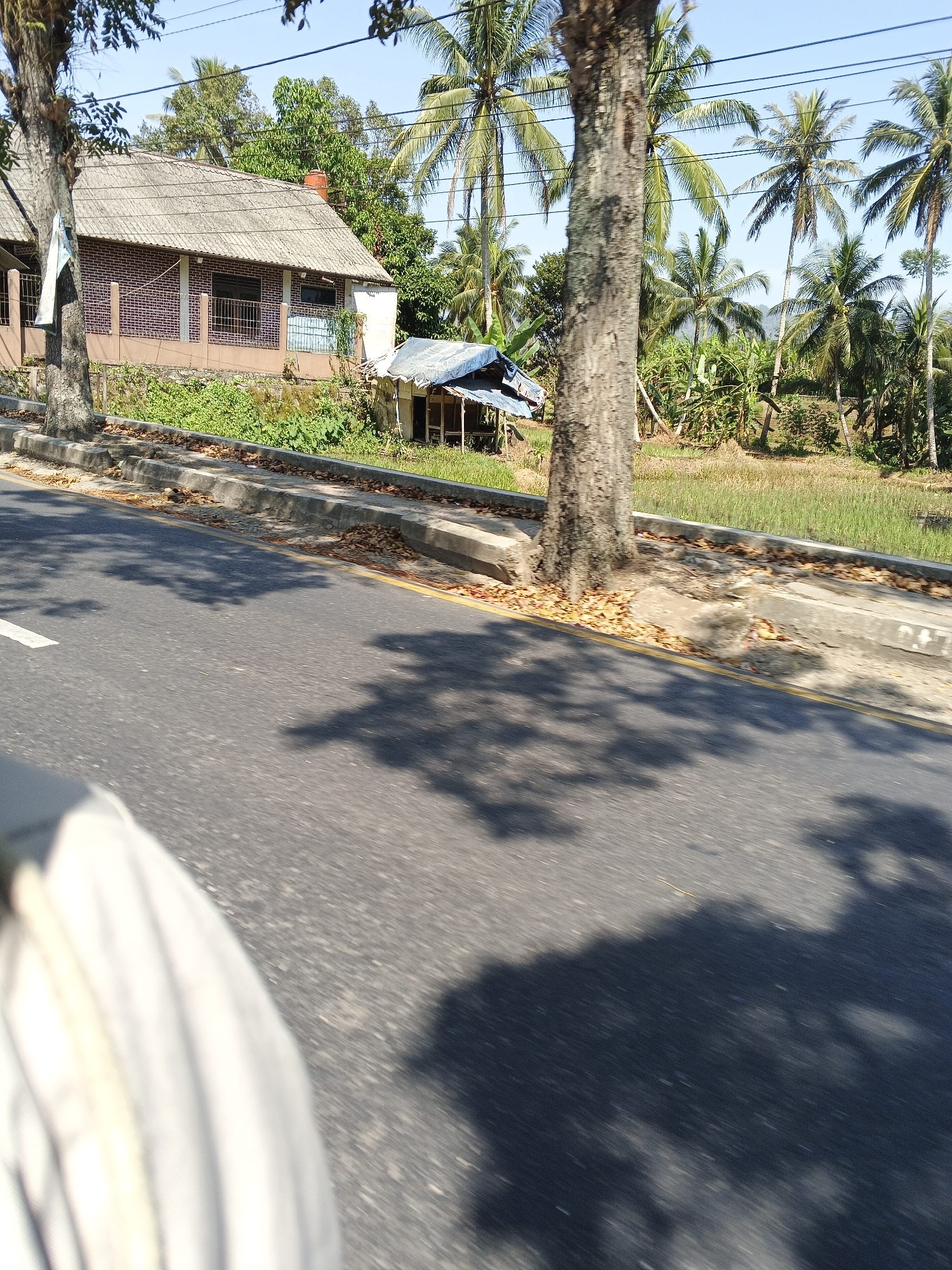 The image depicts a street scene in Sukabumi, Indonesia, on a clear, sunny day. A paved road runs horizontally across the foreground, with a concrete curb and a line of fallen leaves along its edge. To the left, a large tree trunk is visible, with shadows of foliage cast across the road, indicating movement. In the middle ground, a brick house with a tiled roof stands beside a smaller, open-sided structure with a blue tarp roof. Beyond these structures, a lush green field, possibly a rice paddy, is visible, bordered by numerous palm trees and other vegetation under a bright blue sky. The perspective suggests the photo was taken from a moving vehicle, as indicated by the blurred motion in the foreground and the streaked shadows.