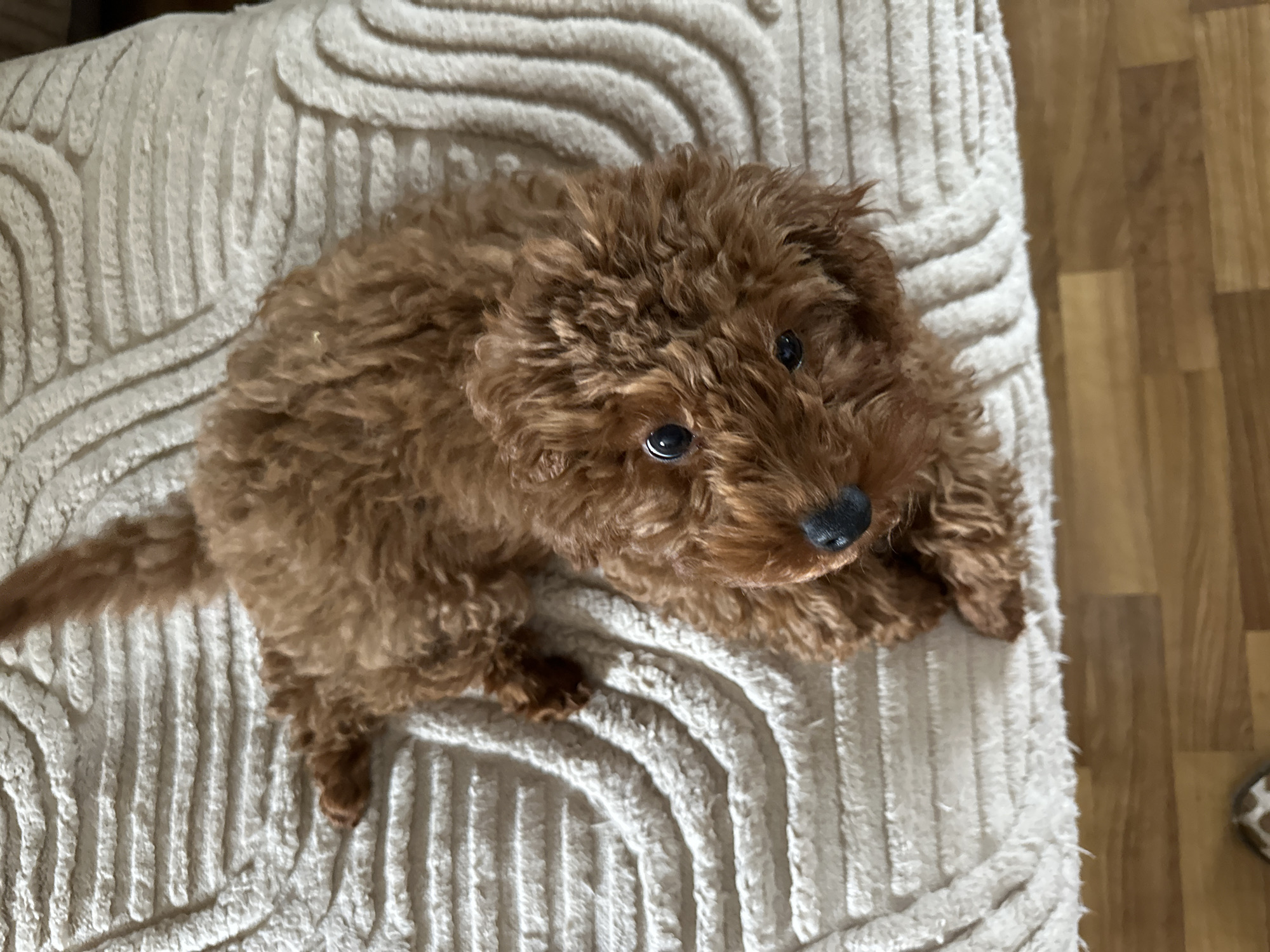 A small, reddish-brown dog with curly fur, resembling a poodle or poodle mix puppy, is captured in a high-angle shot, sitting attentively on a textured, light-colored fabric surface. The fabric, likely a blanket or cushion, features prominent raised wavy and ribbed patterns. The dog is positioned towards the left of the frame, looking directly upwards and slightly to the right, towards the camera. Its large, dark, expressive eyes and black nose are clearly visible, conveying an alert and curious expression. Its tail is visible extending off the fabric on the far left. To the right and partially in the background, a light-colored wooden floor with distinct planks is visible. The scene suggests a cozy, indoor domestic setting, likely a home in Rogozinovo, Bulgaria. There is no visible text in the image.
