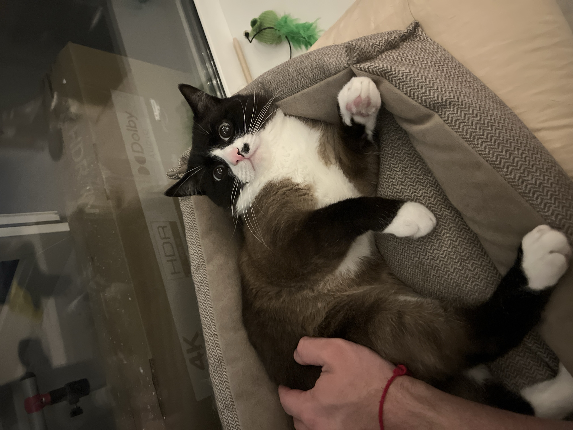 A black and white cat with a pink nose lies in a gray pet bed. A hand is petting the cat's belly. A green cat toy is on the bed near the cat's head. A box labeled "4K HDR Dolby Audio" is visible in the background. The location is not discernible from the image.