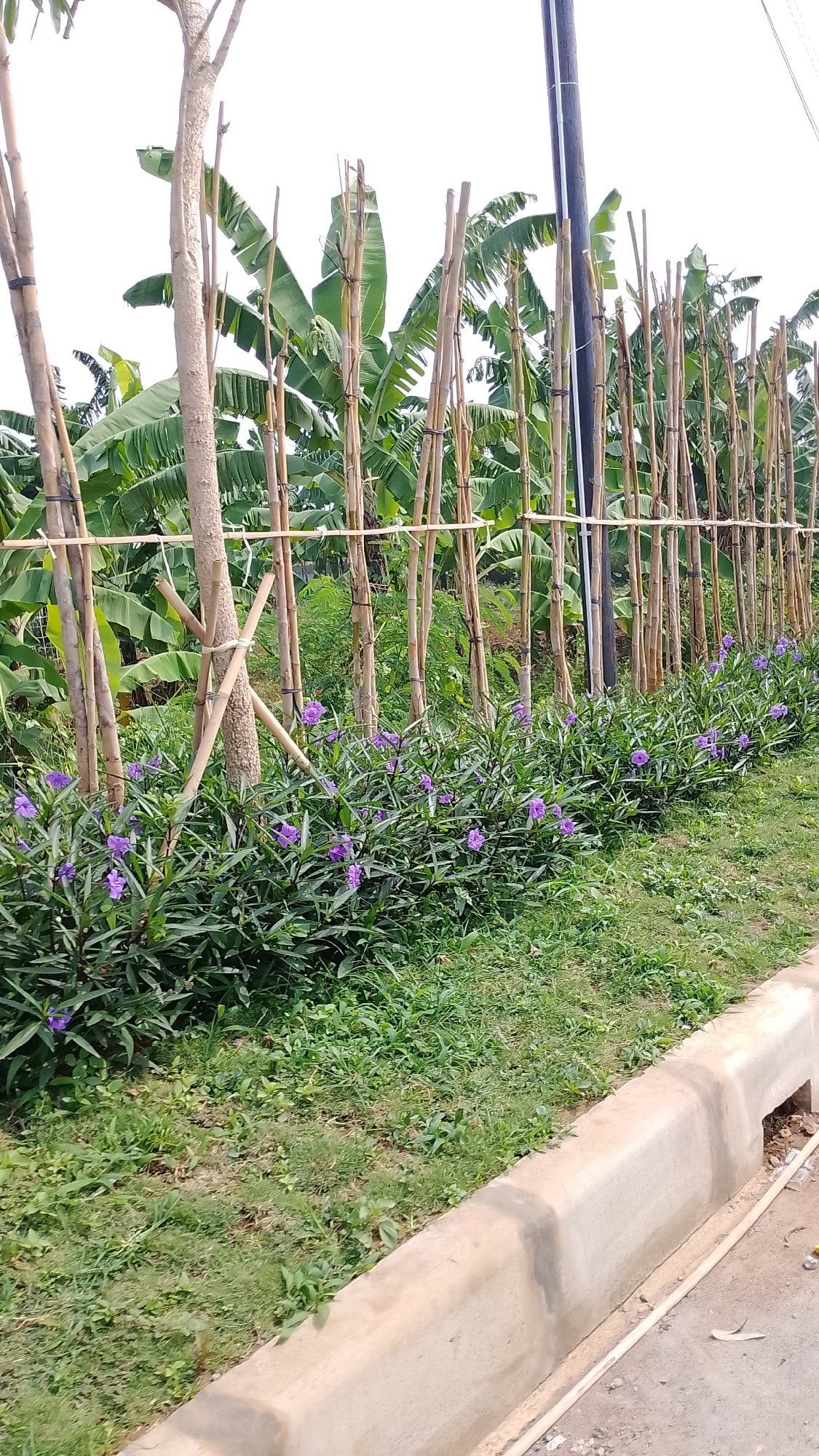 The image depicts a roadside scene in Bojongsoang, Indonesia. In the foreground, a concrete curb runs along the edge of an asphalt road, with some patchy grass growing alongside it. Behind the curb, a row of green plants with small purple flowers stretches into the distance. These plants are bordered by a fence made of bamboo poles, which are tied together at various heights with twine. Behind the fence, there are tall banana trees with large green leaves. A single utility pole with white cables is visible towards the right side of the image, also behind the bamboo fence. The sky above is overcast and white.