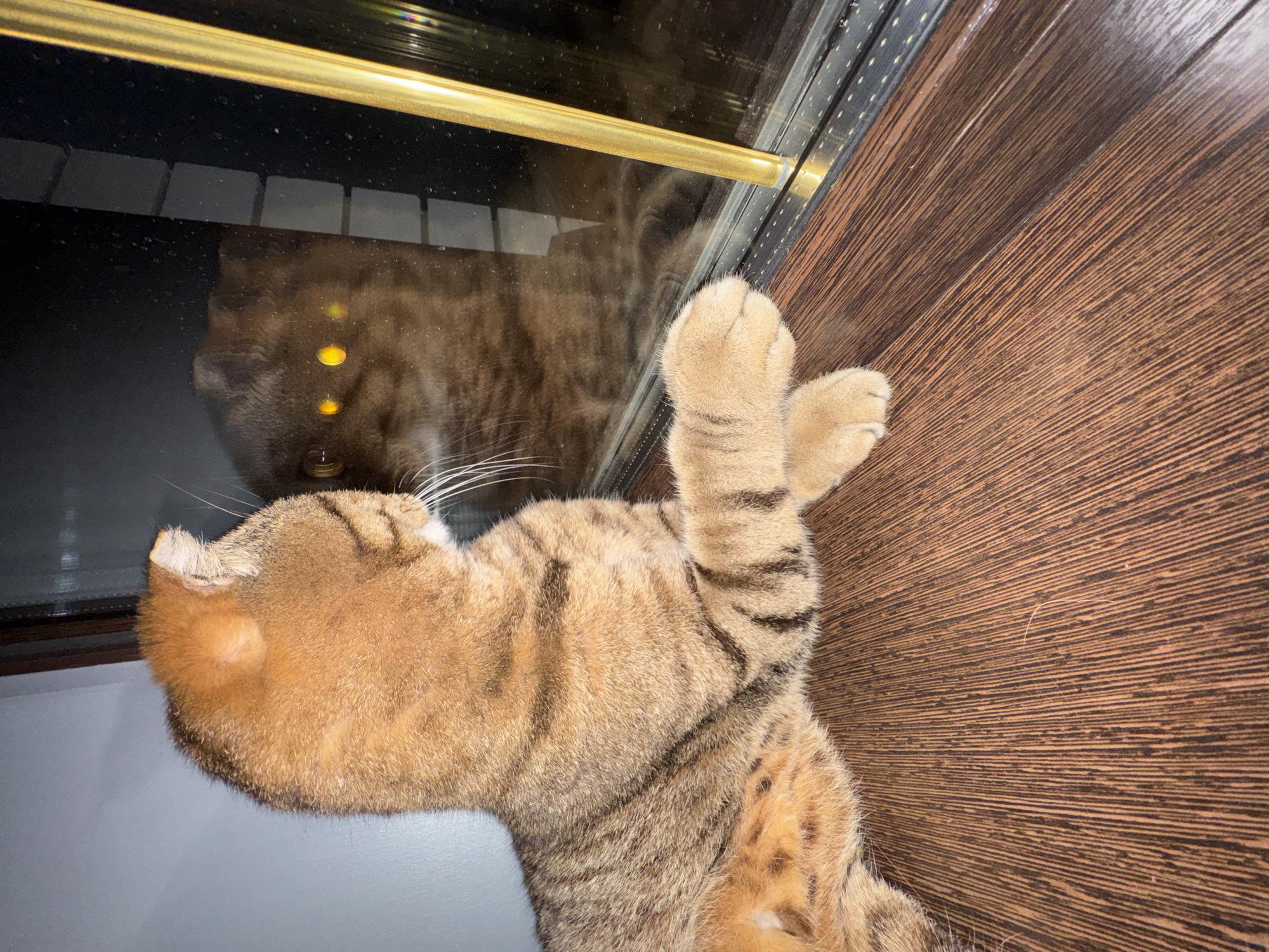 A golden-brown cat with dark tabby markings is lying on a dark wooden floor, looking at its reflection in a window. The cat's paws are crossed in front of it. The reflection shows the cat's face and glowing yellow eyes. A vertical golden rod is visible to the right of the reflection. The background appears to be a dark, possibly outdoor scene. The location is identified as Soloneshnoye, Russia, but there is no information within the image to corroborate this.