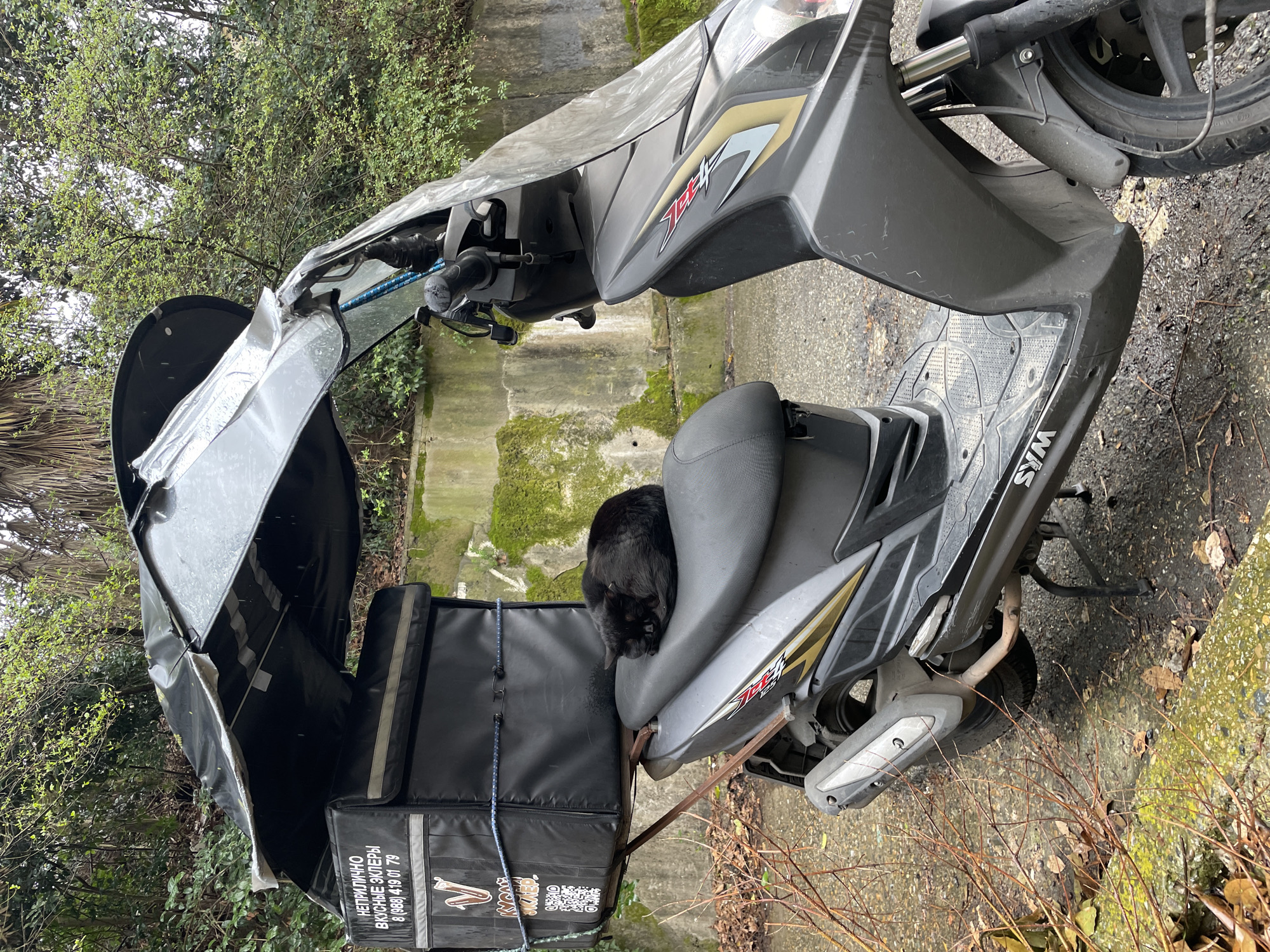 A gray SYM Jet 4 moped with a black delivery box is parked on a concrete surface in Sochi, Russia. The delivery box is labeled in Russian and features a QR code. A black cat is resting on the moped seat. A concrete wall with moss is visible in the background, along with greenery.