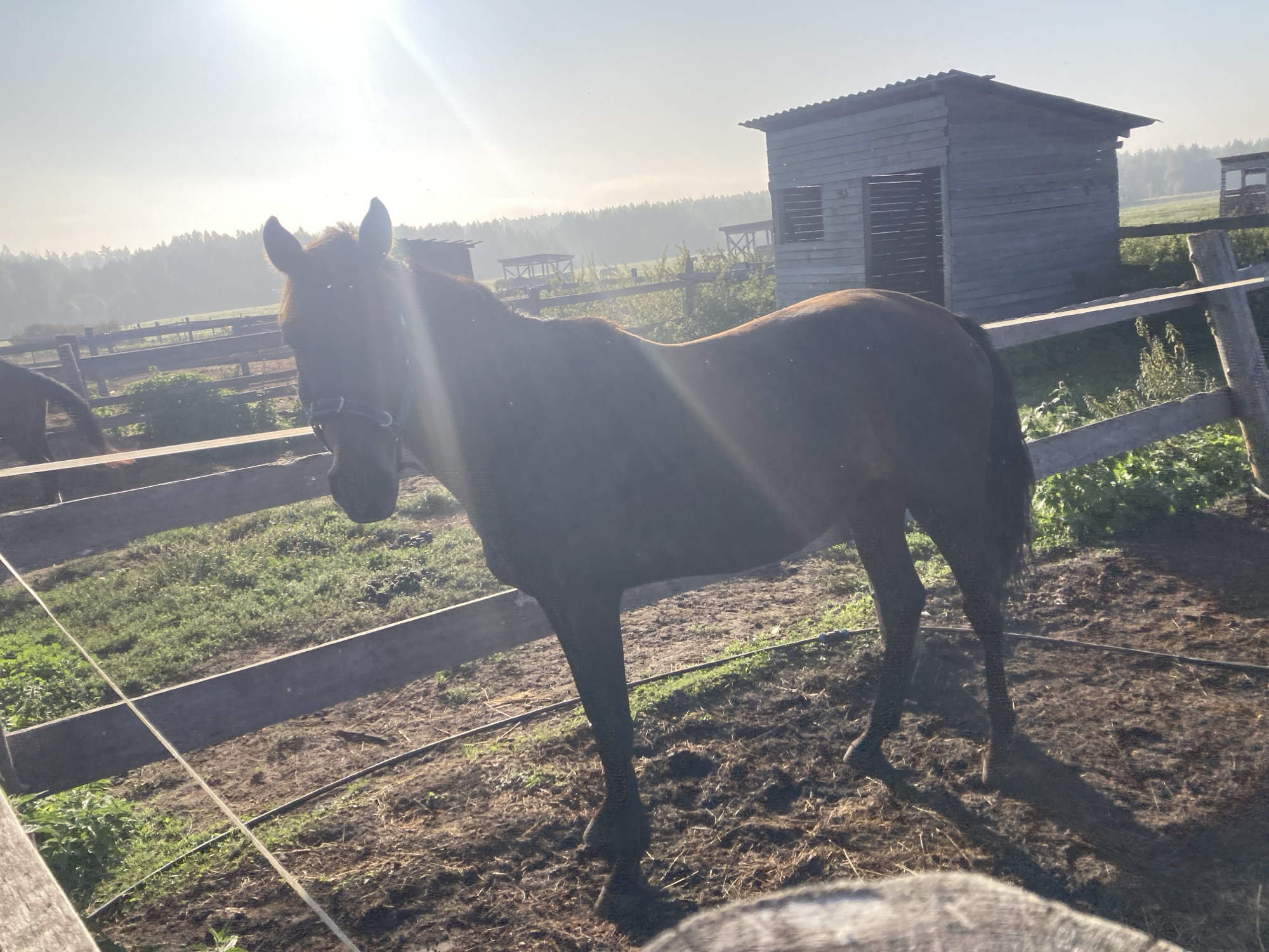A dark brown horse stands in a fenced enclosure at a farm in Besedy, Russia, on a sunny morning. The horse is facing forward, with its head turned slightly to the left, wearing a dark halter. Behind the horse, a wooden fence runs horizontally across the frame. In the background, a rustic wooden shed with a corrugated roof stands to the right, and other farm structures and trees are visible in the distance. The ground of the enclosure is a mixture of dirt and grass, with some hay scattered around. The sun is shining brightly from the upper left, casting long shadows and creating lens flare. The overall atmosphere is peaceful and rural.